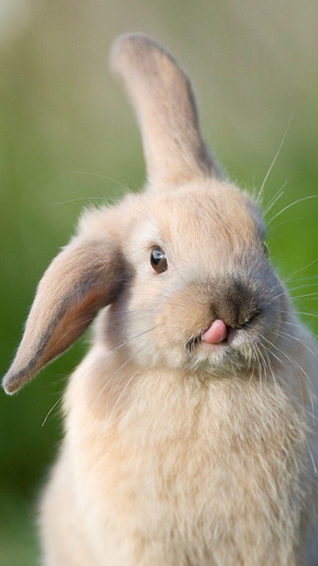 Bunny, Rabbit phone wallpapers, Cute animals, Bunny theme, 1080x1920 Full HD Phone