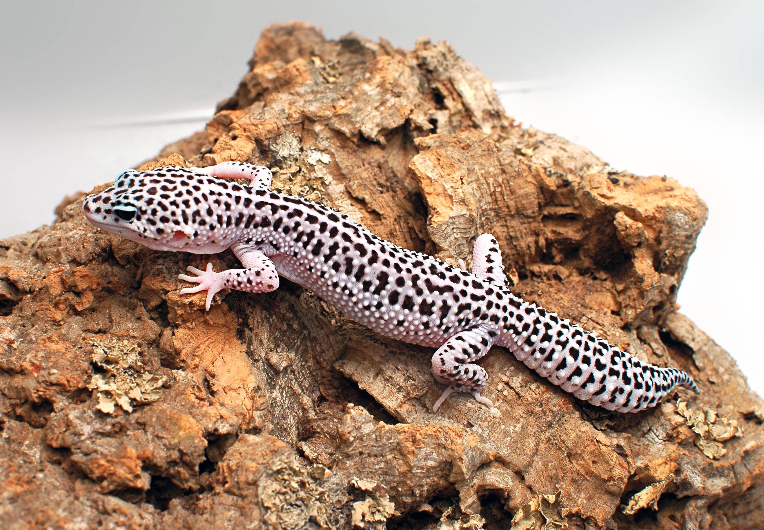 Leopard gecko amazement, Patterned wonder, Nature's gem, Beautiful scales, 2640x1830 HD Desktop