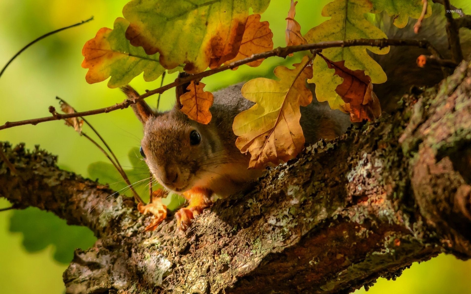 Oak Tree, Oak tree wallpapers, Nature beauty, Scenic landscapes, 1920x1200 HD Desktop