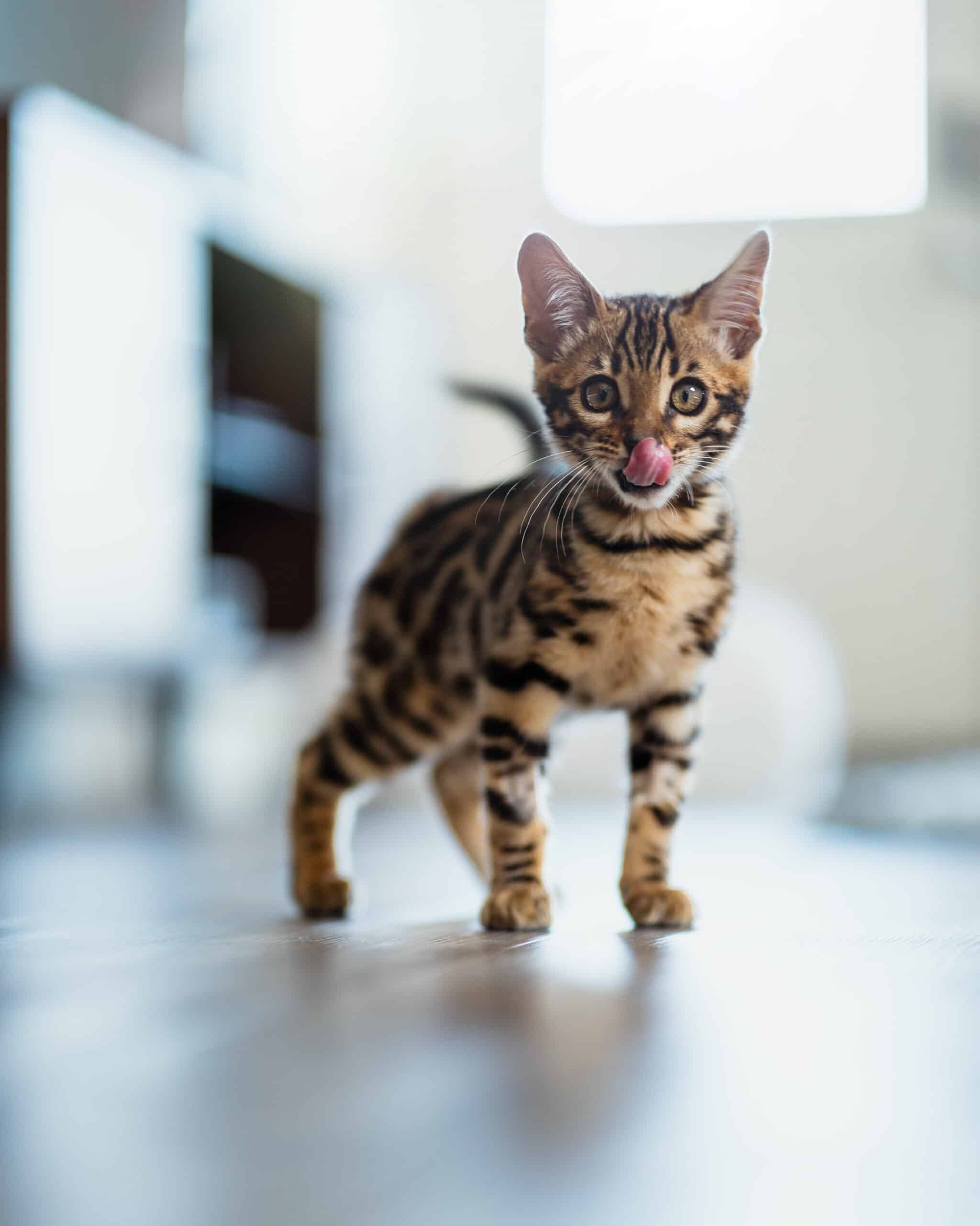 Kitten, Bengal Cats Wallpaper, 2050x2560 HD Phone