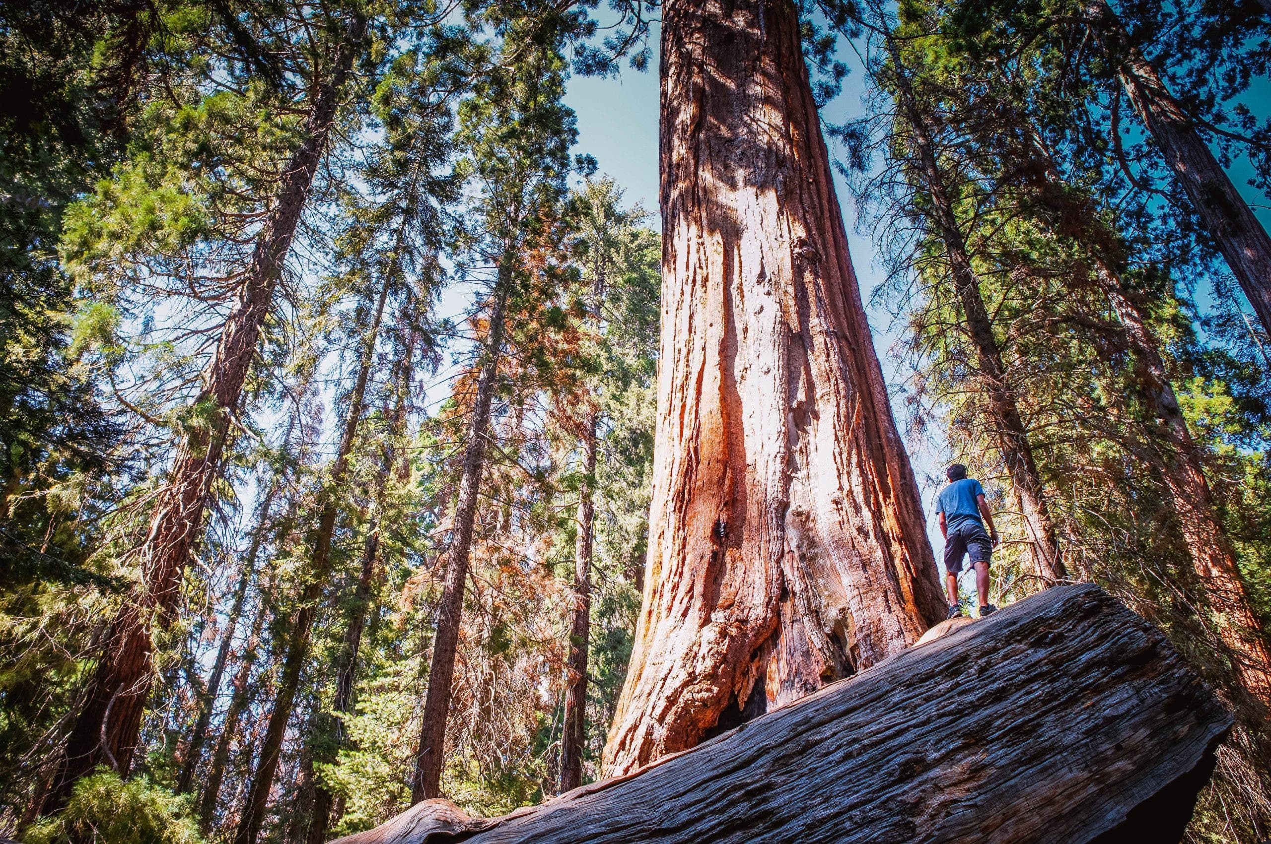 Burning redwood trees, California wildfires, Environmental crisis, Nature's devastation, 2560x1710 HD Desktop