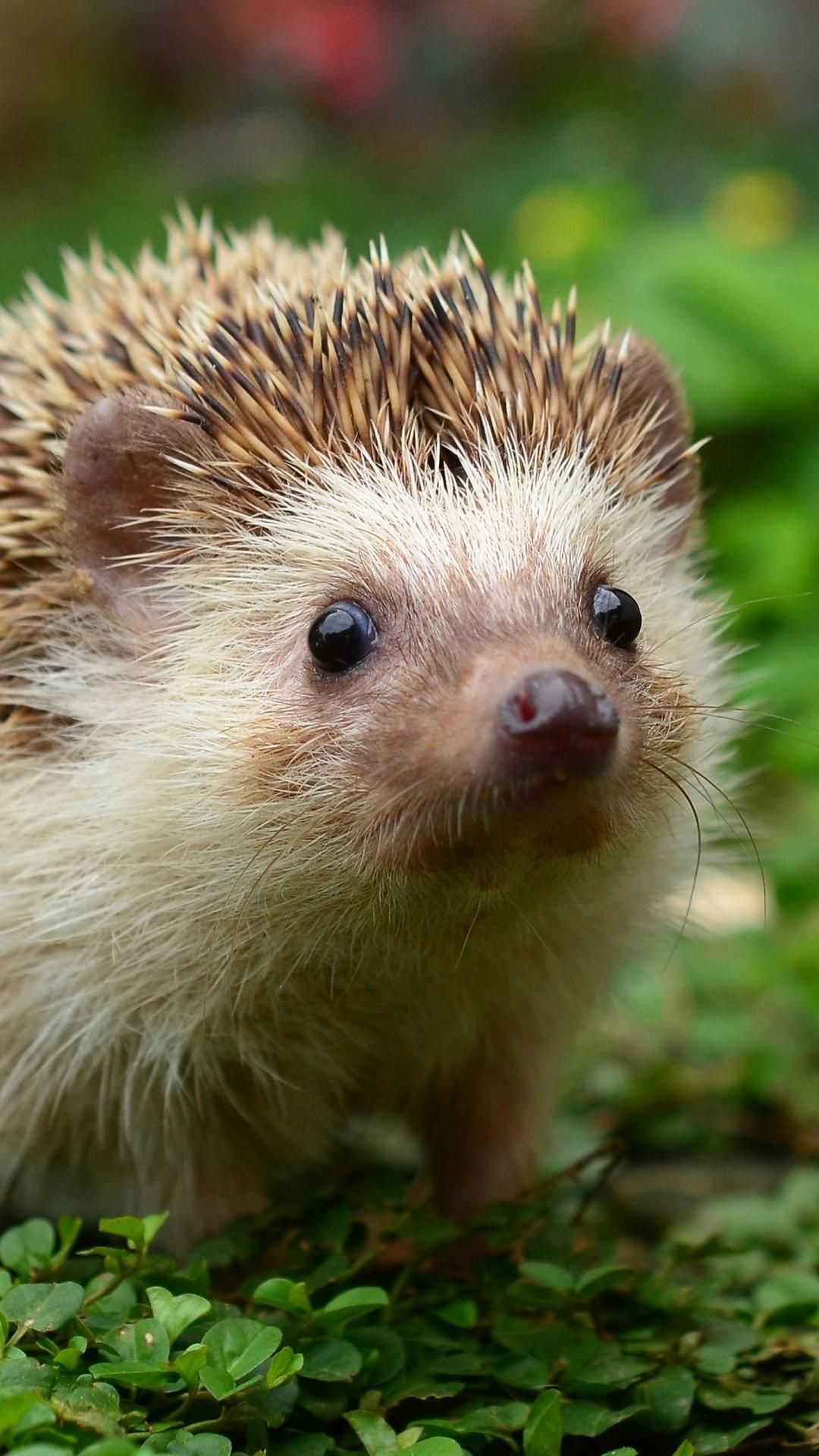 African pygmy hedgehog, Lush green groundcover, Macro wildlife portrait, Full HD Phone wallpaper