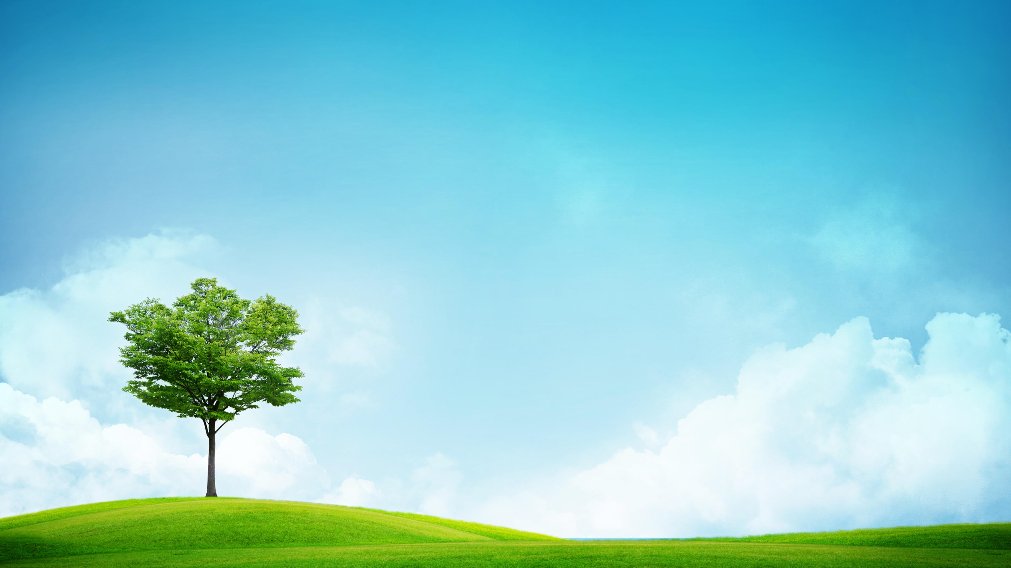 Tree, Grass and Sky Wallpaper, 3840x2160 4K Desktop