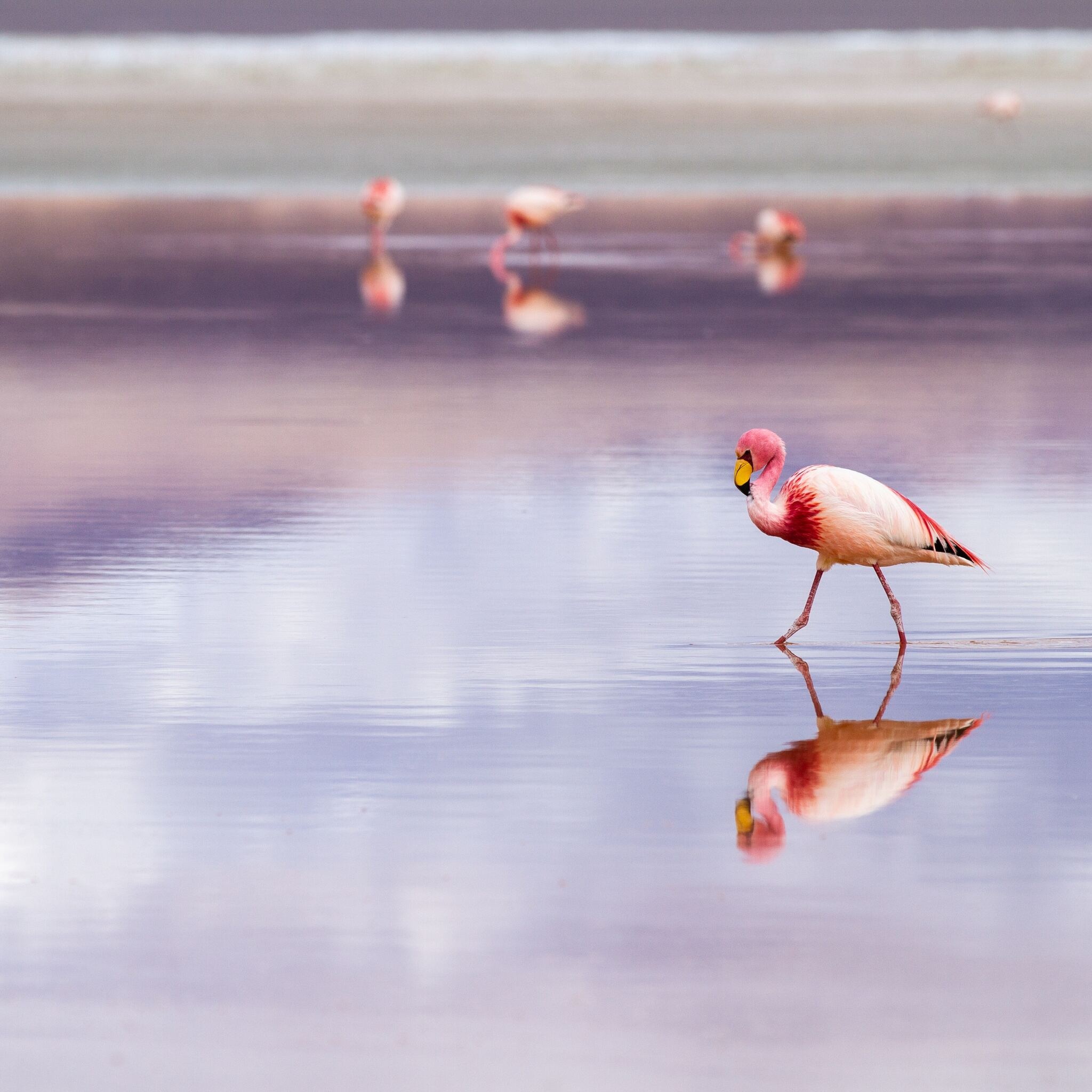 Bolivia, Flamingo, iPad Air, 4K, 2050x2050 HD Phone