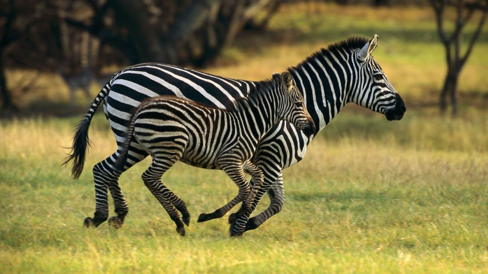 Zebras, Wild Animals Wallpaper, 1920x1080 Full HD Desktop