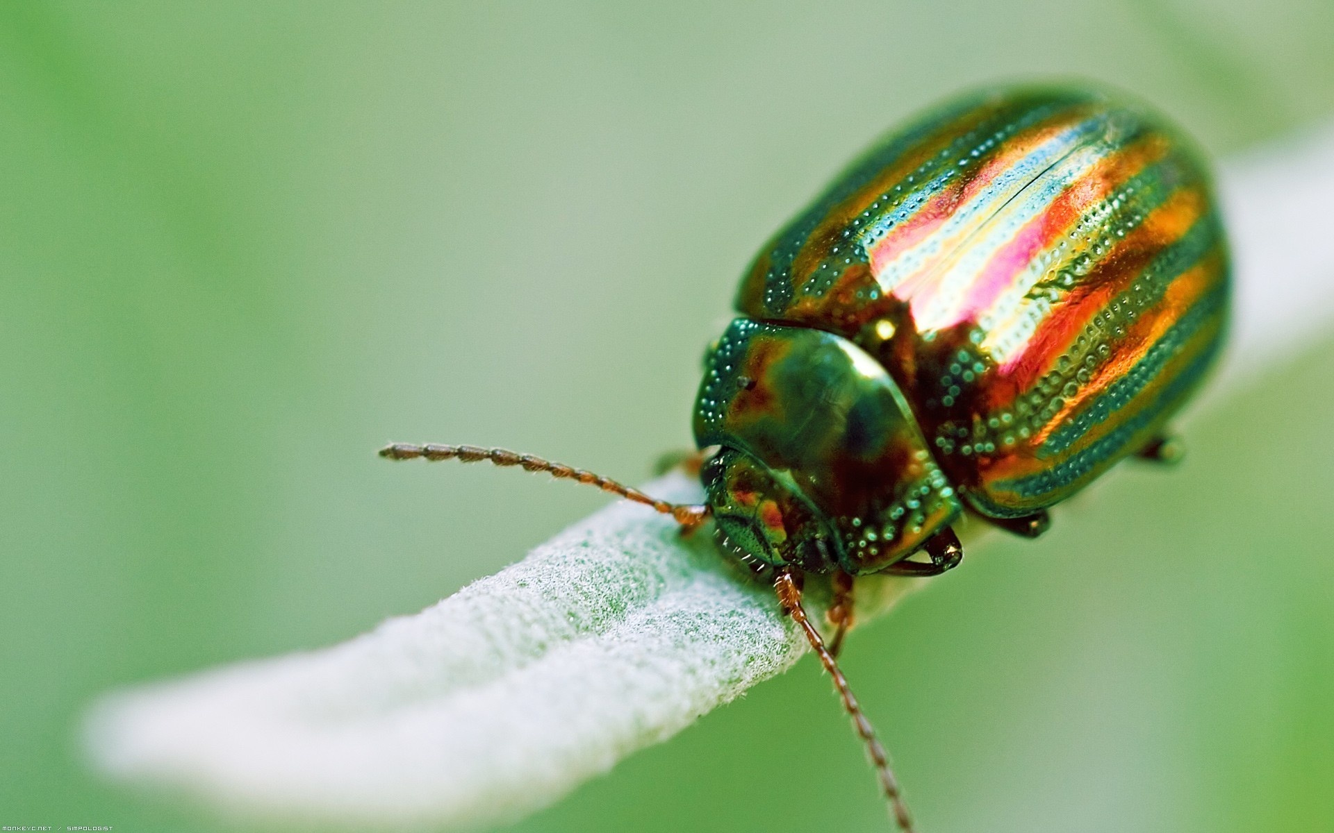 Beetle, Bug wallpaper, Pictures, Wallpapers, 1920x1200 HD Desktop