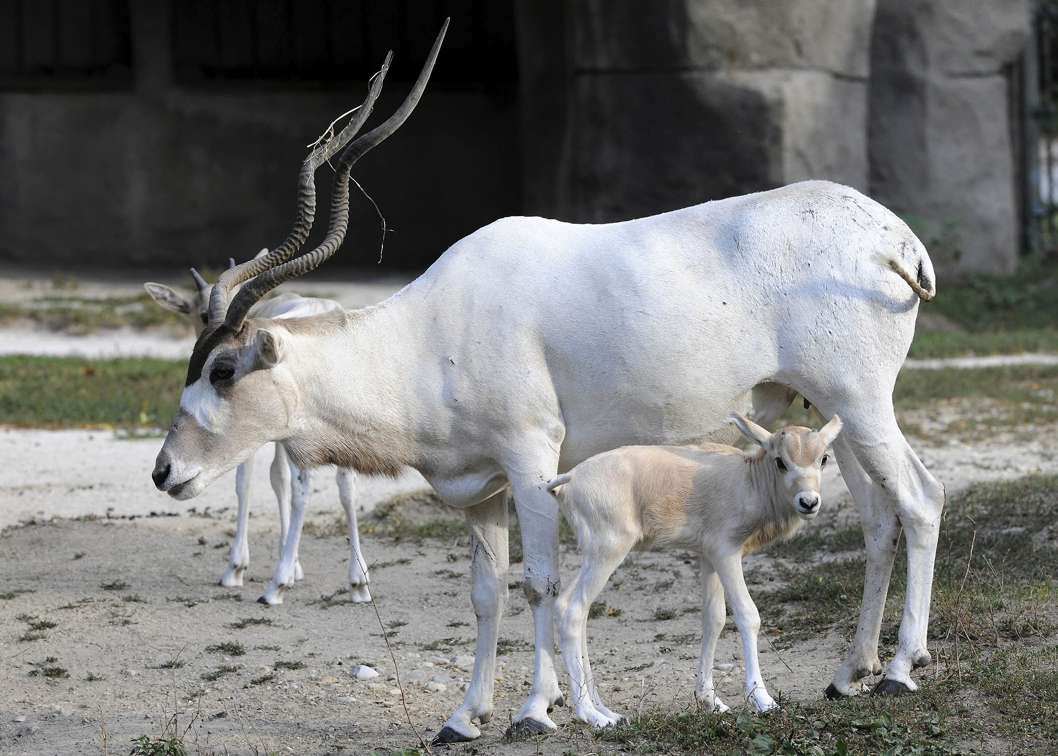 White addax animal, jungle nature, 2100x1500 HD Desktop