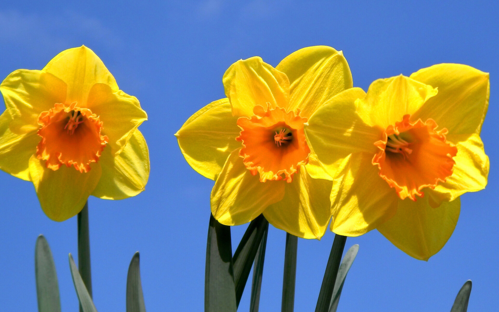 Yellow daffodils wallpaper, Widescreen beauty, Nature's delight, Floral elegance, 1920x1200 HD Desktop