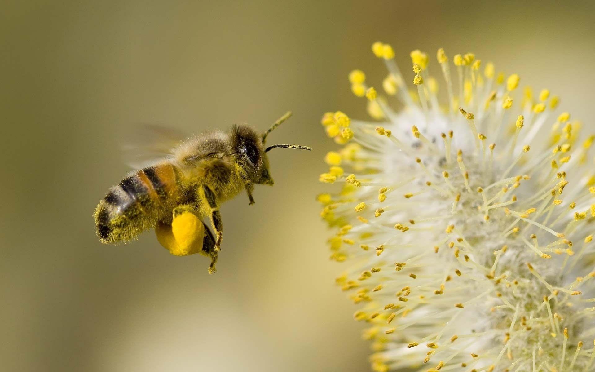 Bee wallpapers, Nature's beauty, Insect's marvel, Floral companions, 1920x1200 HD Desktop