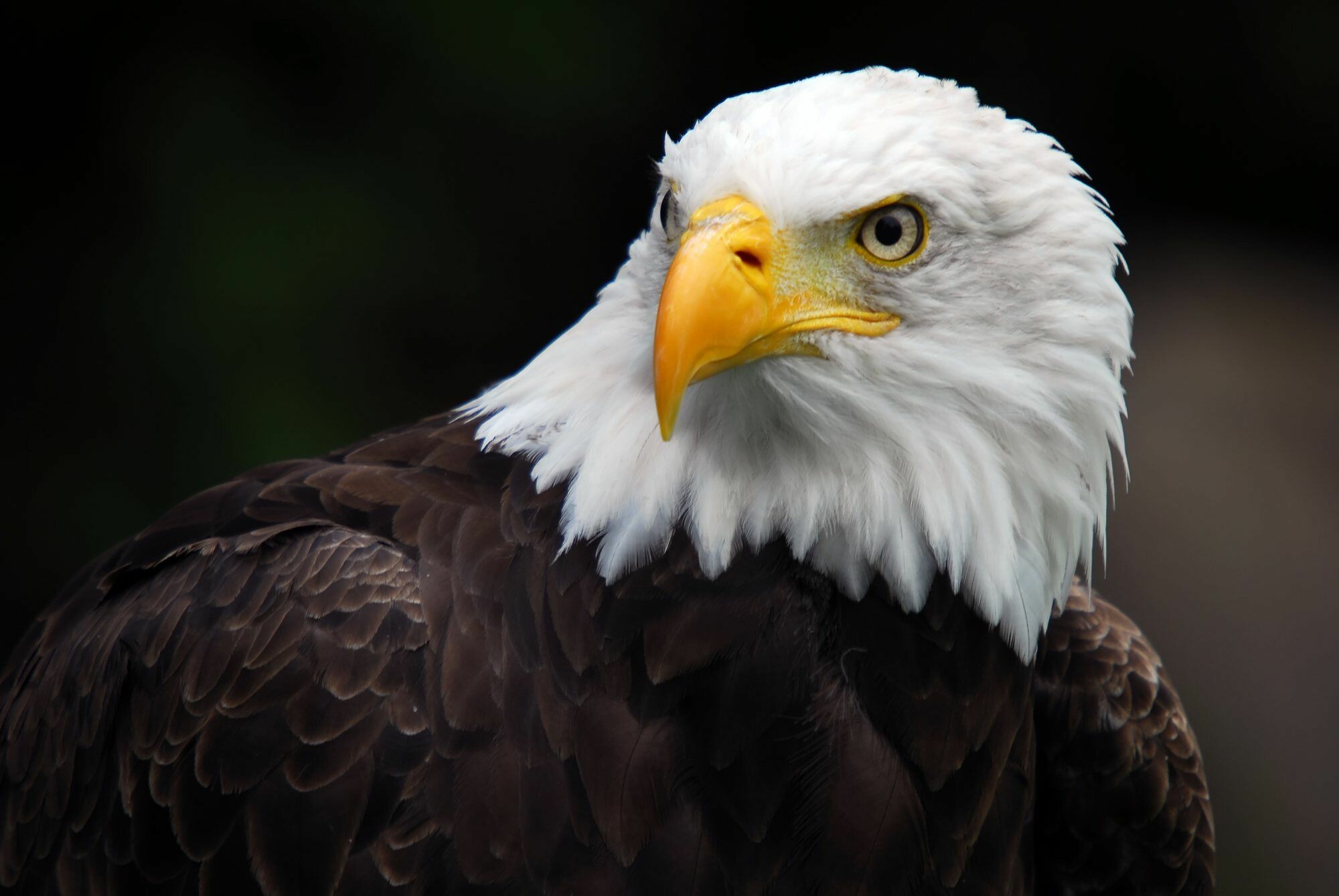 4K iPhone wallpaper, Mesmerizing bald eagle, MyWallpapers site, Striking American symbol, 2000x1340 HD Desktop