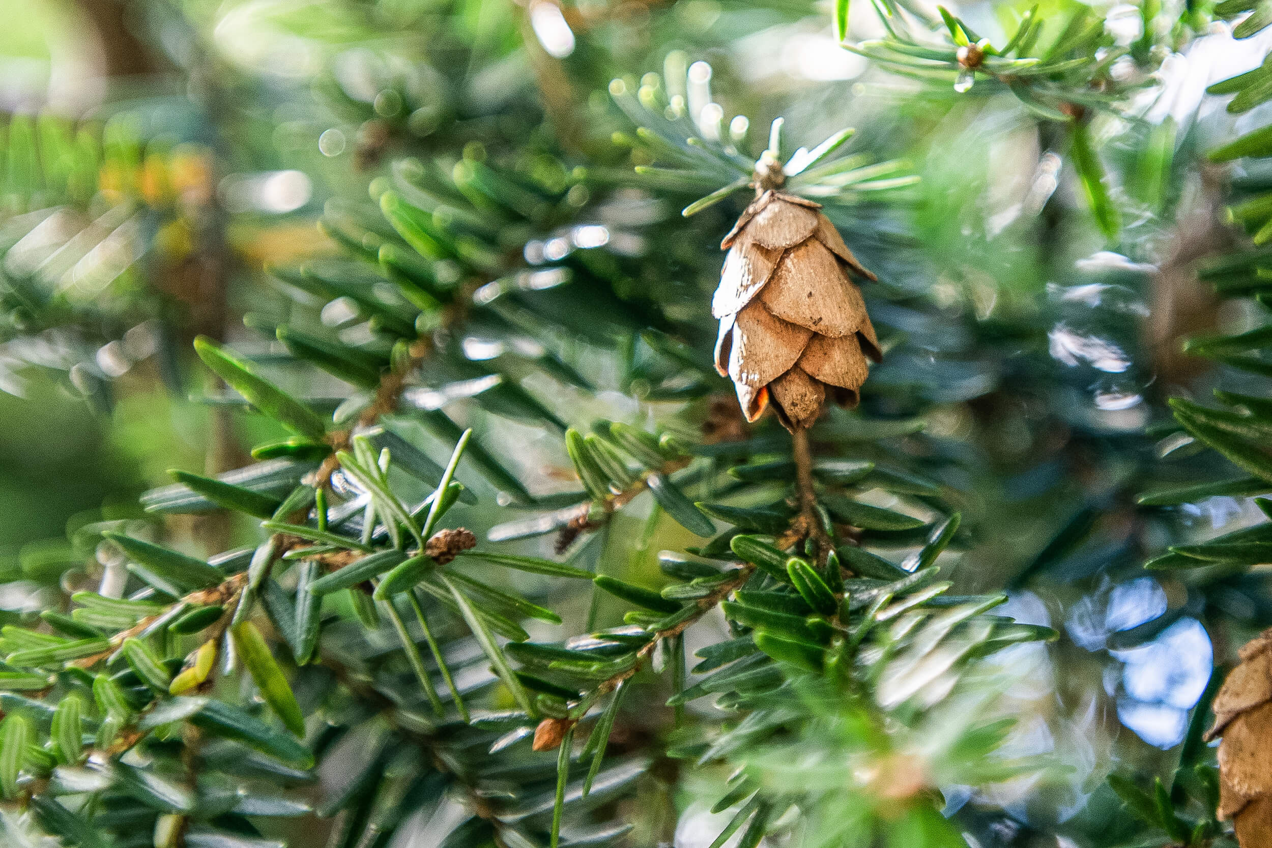 Eastern hemlock, Purdue Fort Wayne, Tree species, Natural beauty, 2500x1670 HD Desktop