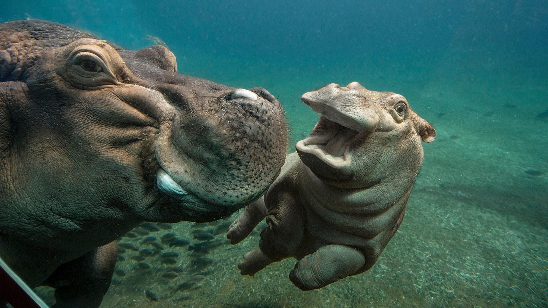 Cute baby hippos, Adorable animal babies, Playful young animals, Baby wildlife, 1920x1080 Full HD Desktop