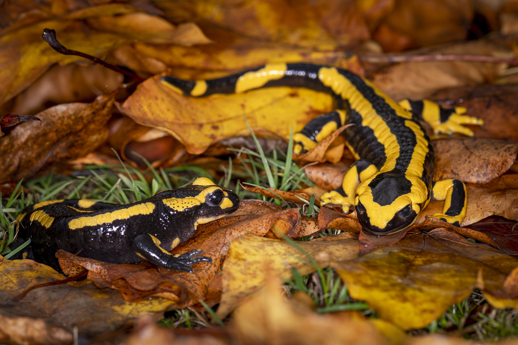 Fire salamander's striking appearance, Wildlife photography marvels, Inaturalist's wildlife collection, Nature's hidden gems, 2050x1370 HD Desktop