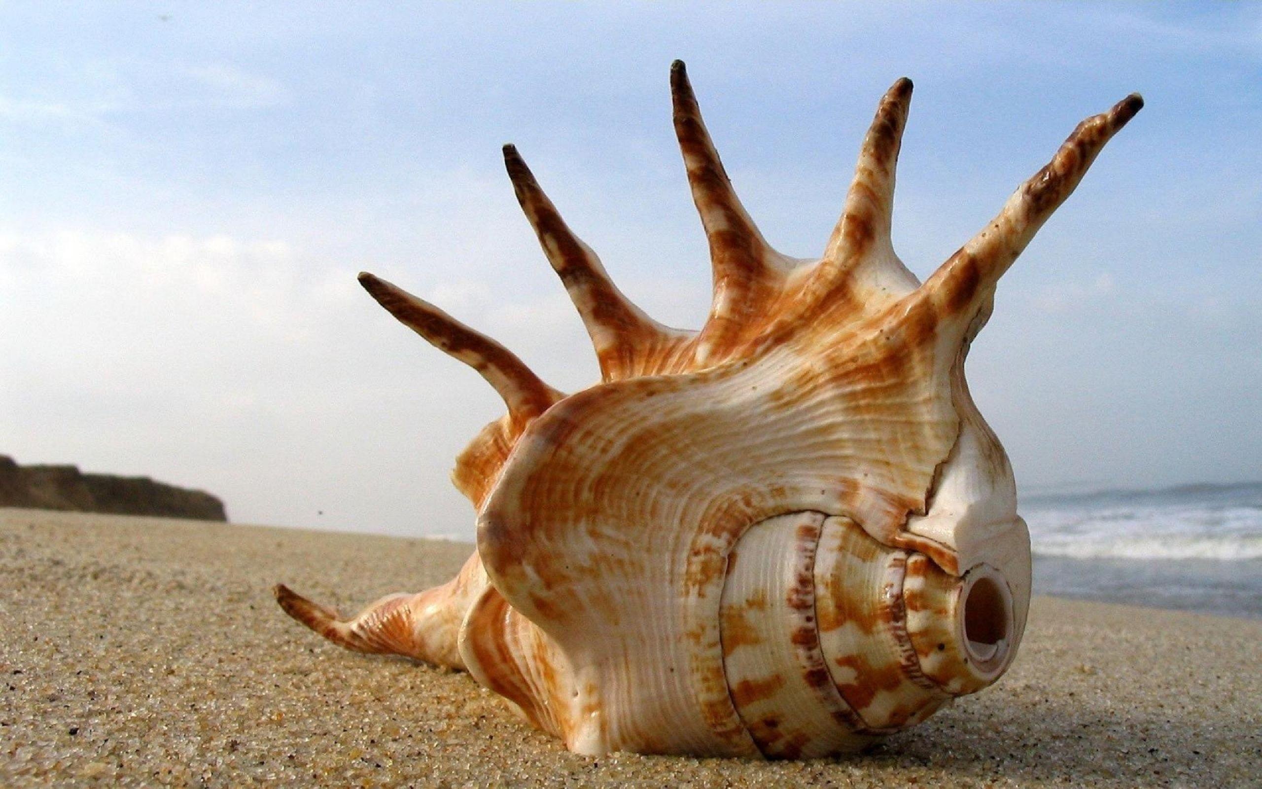 Seashell symphony, Beach bliss, Nature's marvels, Tranquil escape, 2560x1600 HD Desktop