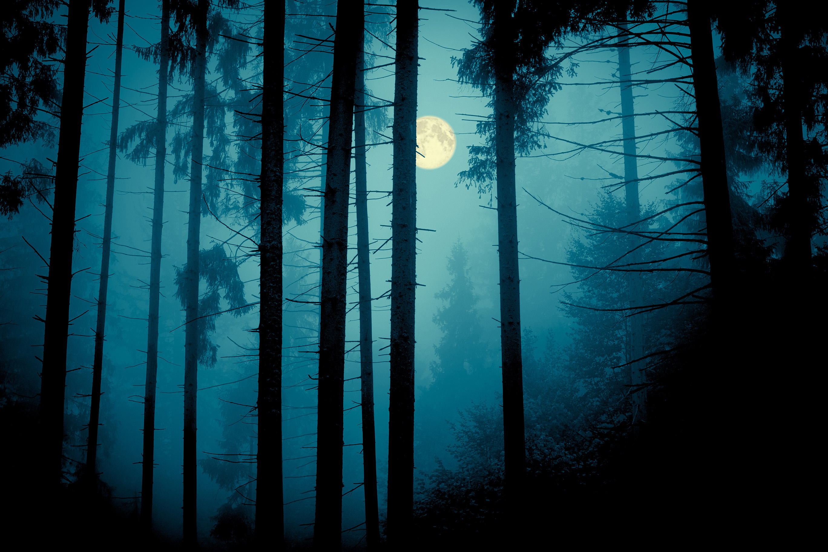 luminous full moon, silhouetted pine trees, dense blue mist, HD Desktop wallpaper