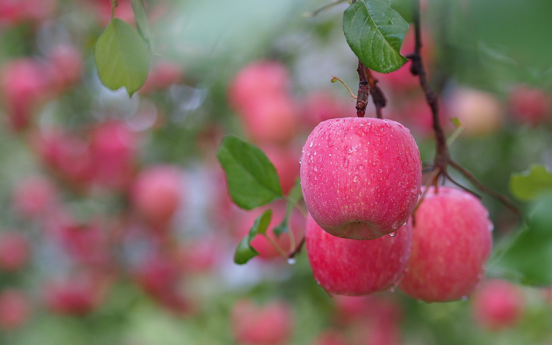 HD apple wallpaper, Striking background image, High-quality, Refreshing fruit, 1920x1200 HD Desktop