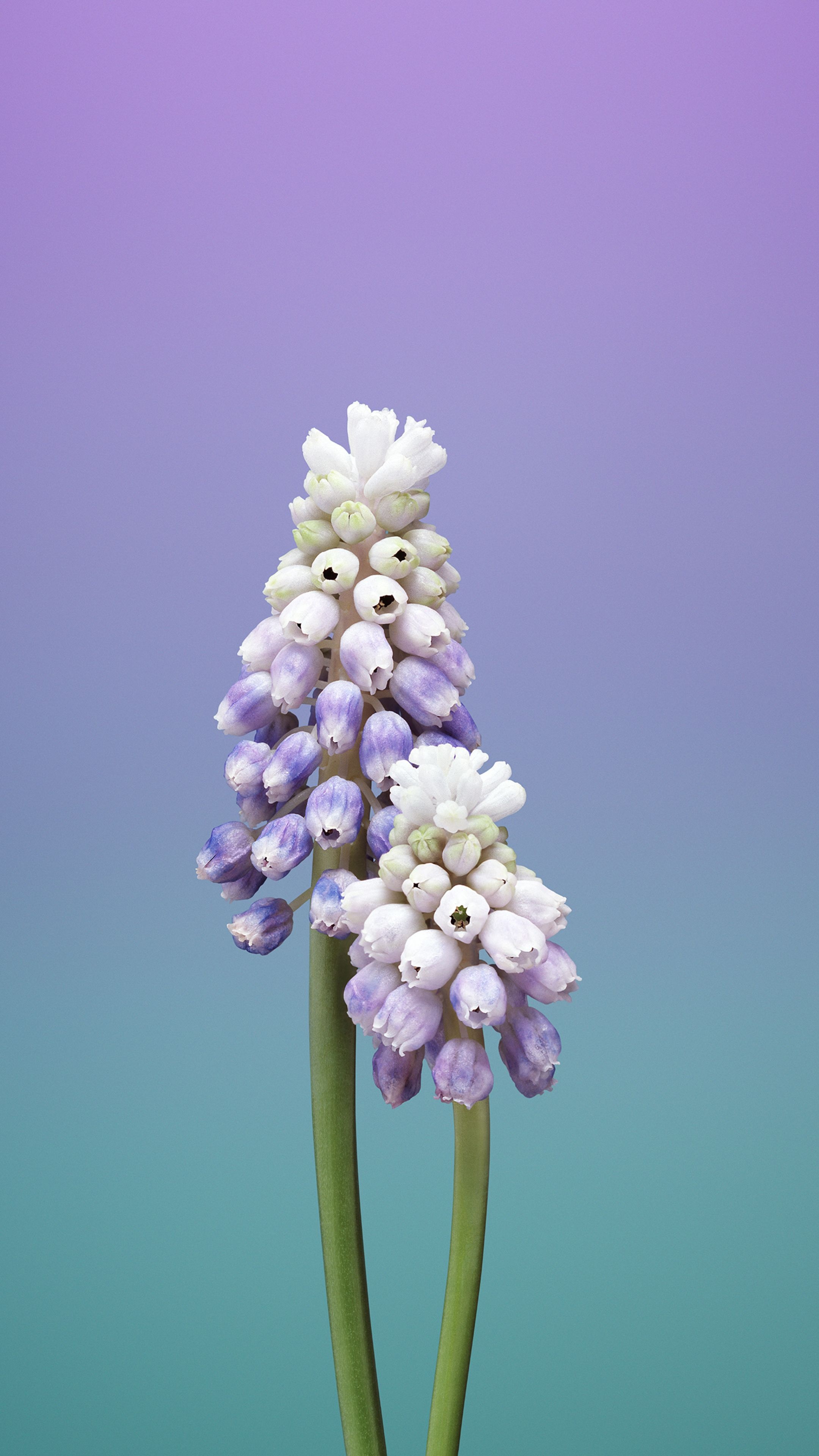 Grape Hyacinth, Hyacinth Wallpaper, 2160x3840 4K Phone