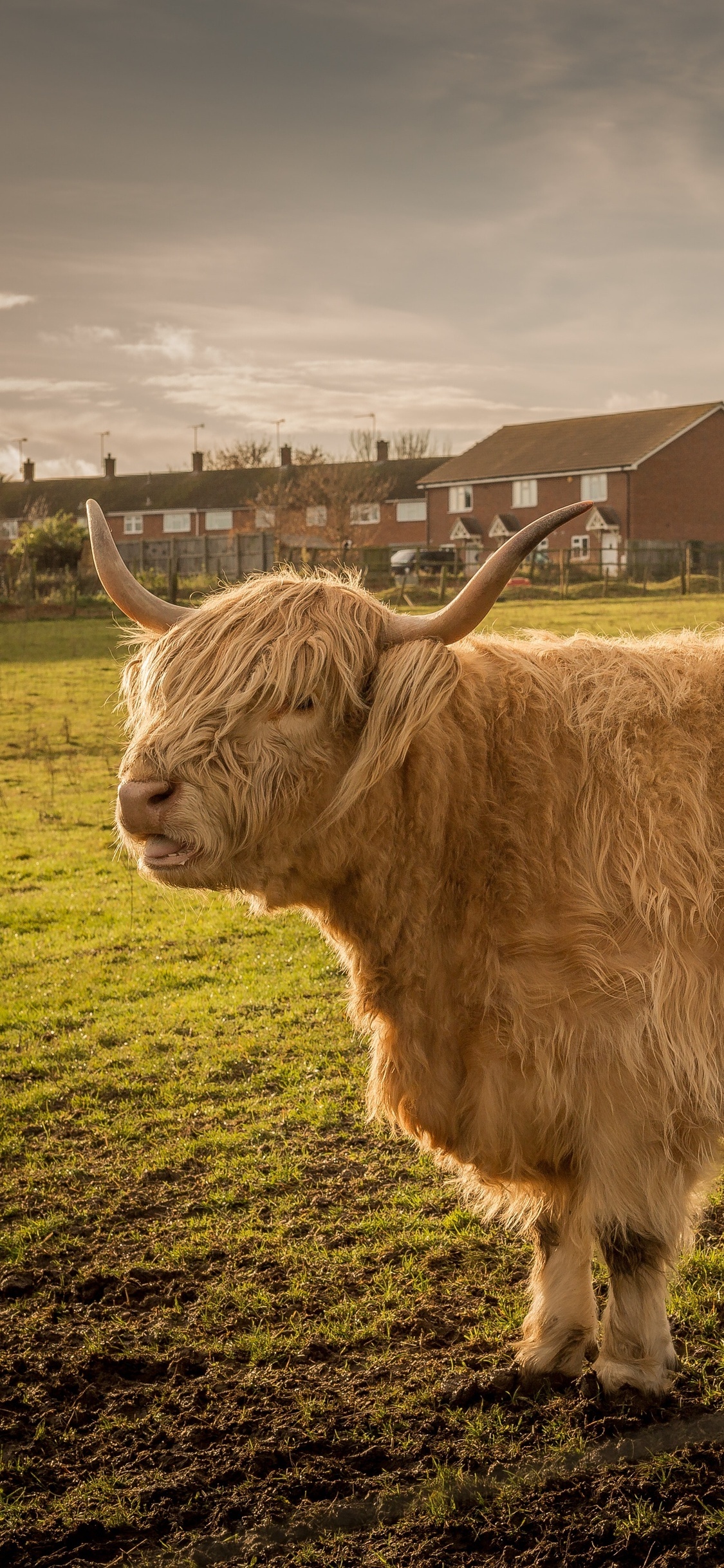 Bull cattle, iPhone XS, Images, Photos, 1130x2440 HD Phone