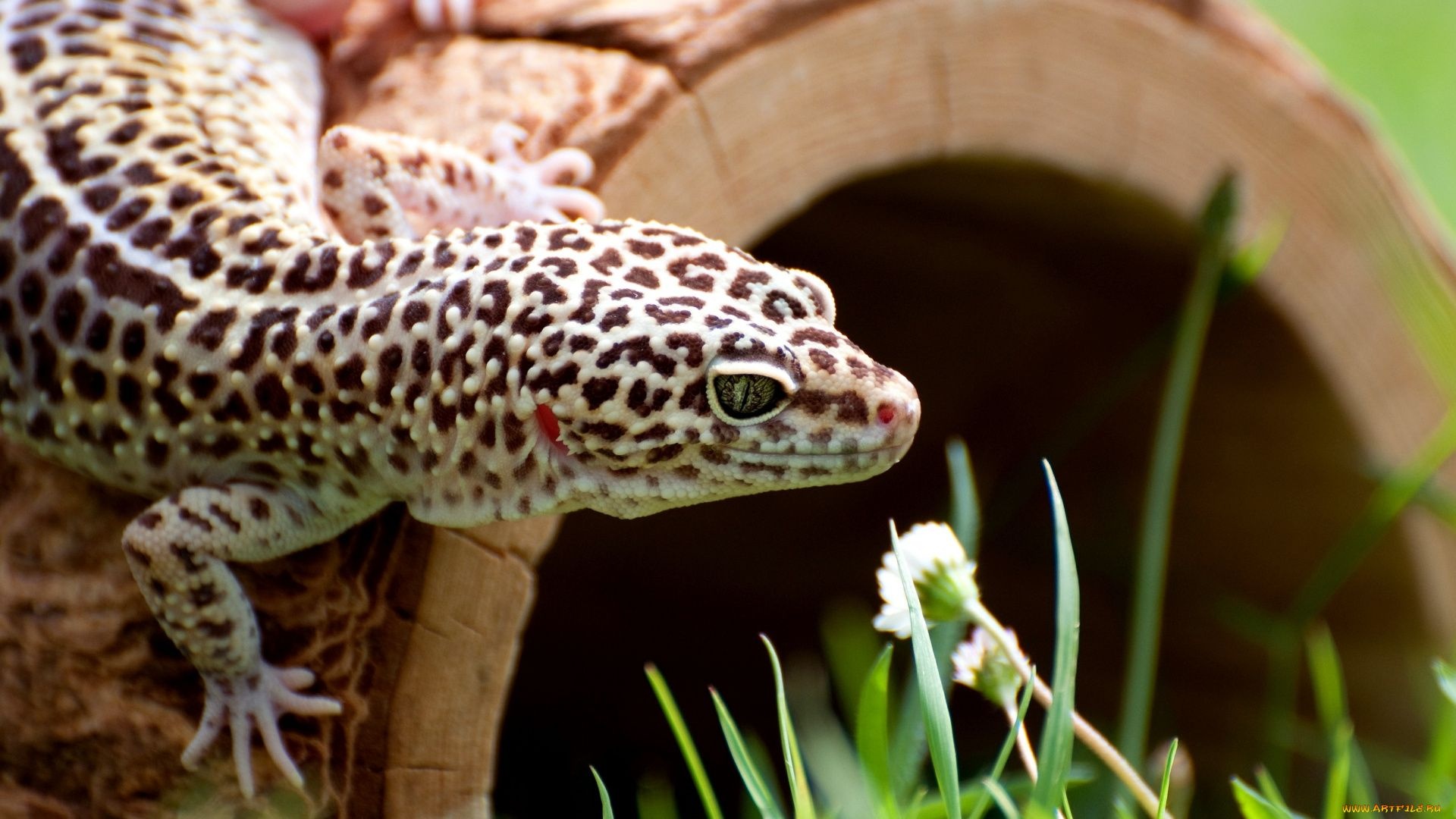 Gecko collection, Desktop delight, Striking wallpapers, Reptilian beauty, 1920x1080 Full HD Desktop