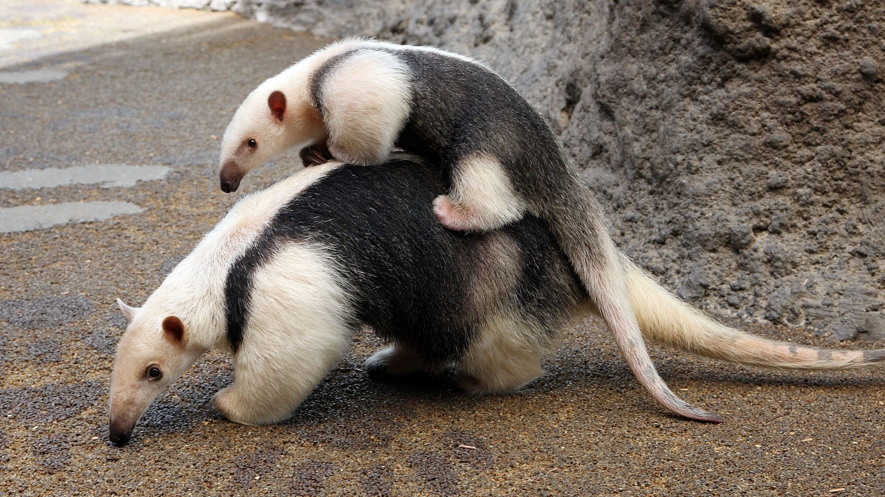 Anteater, Top free backgrounds, Wildlife, Mammals, 3000x1690 HD Desktop