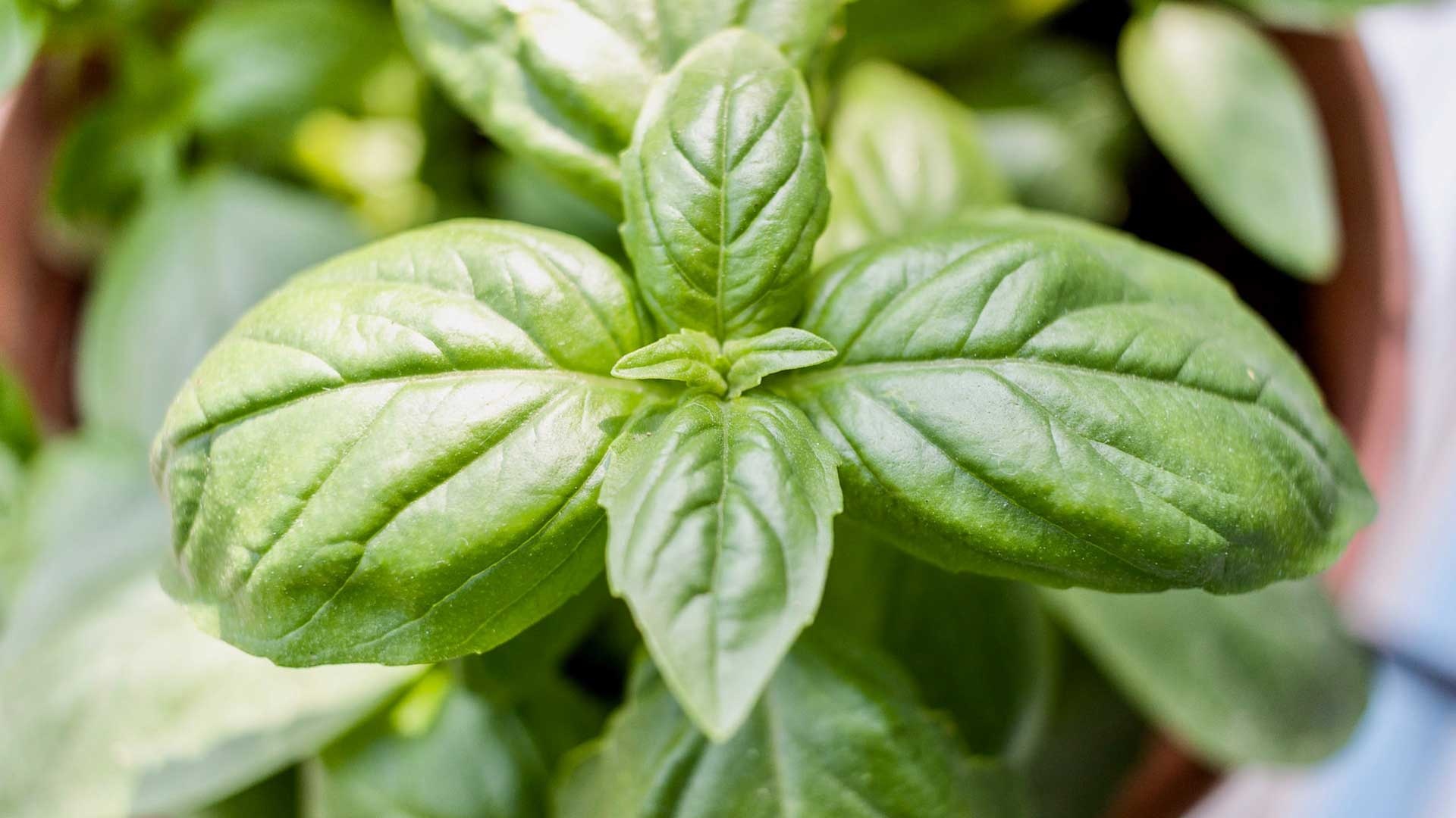 One year anniversary, Basil houseplant, Housemates' celebration, Symbolic plant, 1920x1080 Full HD Desktop