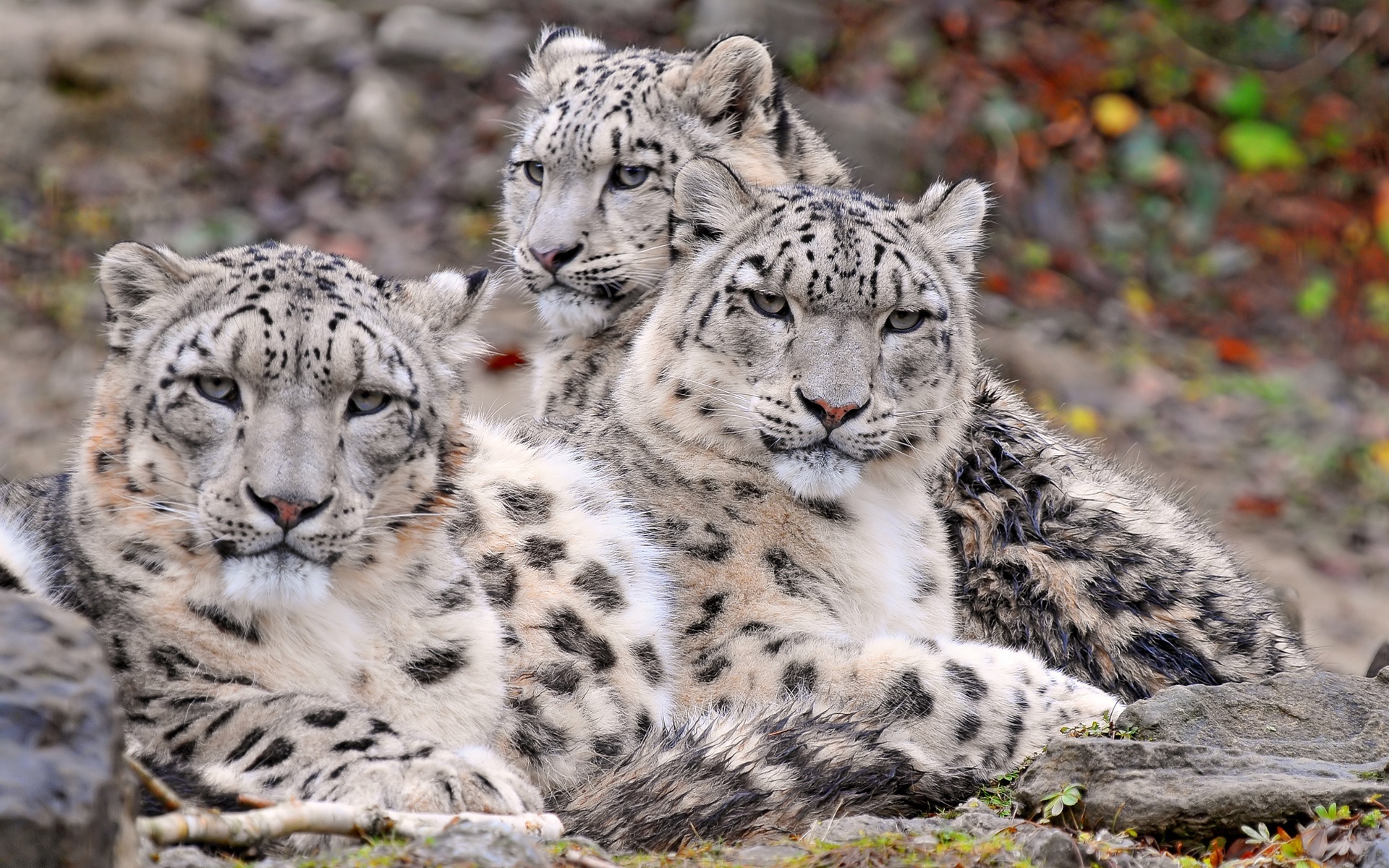 Family, Snow Leopards Wallpaper, 1920x1200 HD Desktop