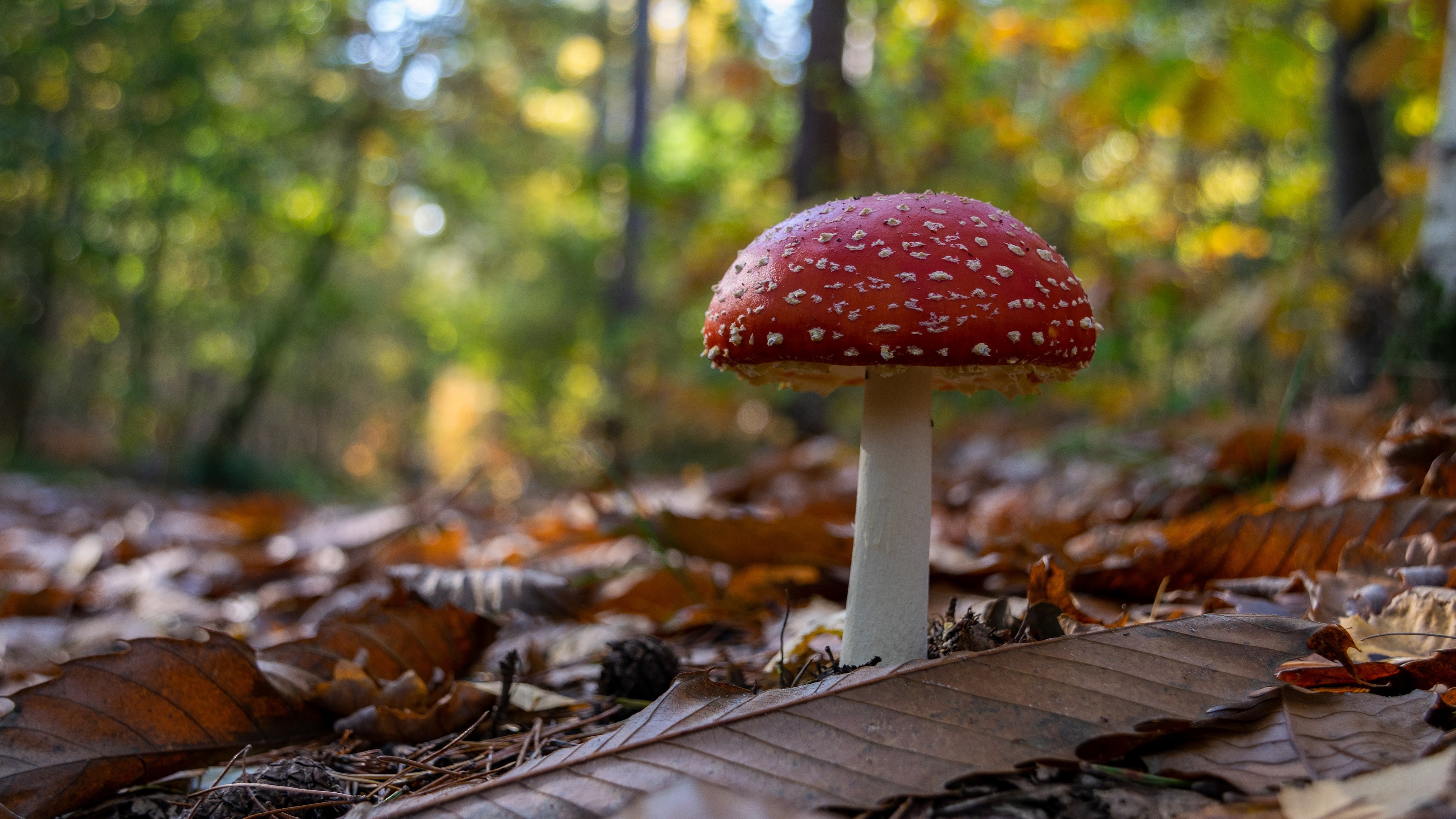 Amanita, Nature, 4K Ultra HD wallpaper, 3840x2160 4K Desktop