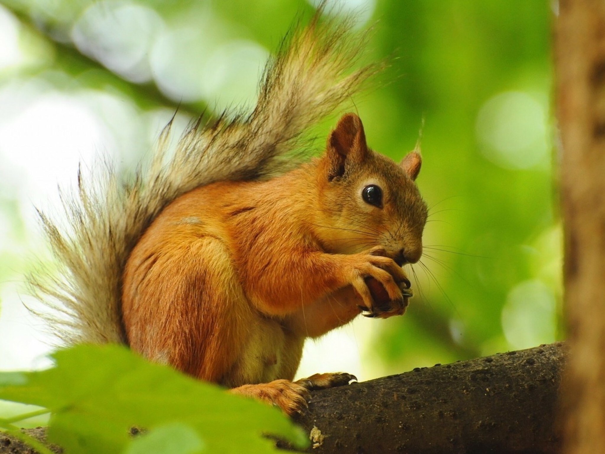 Squirrel enjoying nut, Playful activity, Lovely creature, Wildlife photography, 2050x1540 HD Desktop