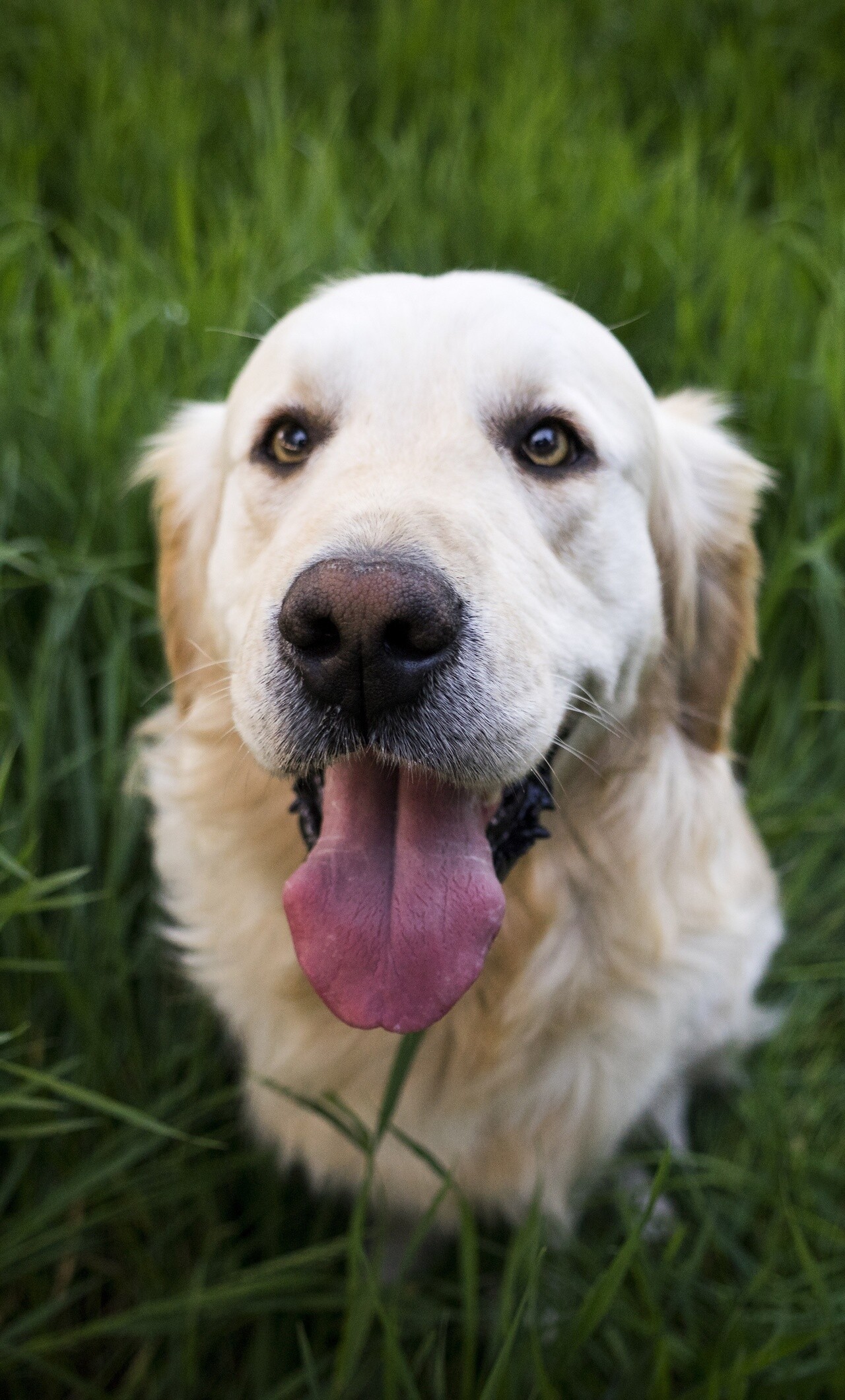 Golden Labrador Retriever, Majestic aura, Captivating images, Stunning HD wallpapers, 1280x2120 HD Phone