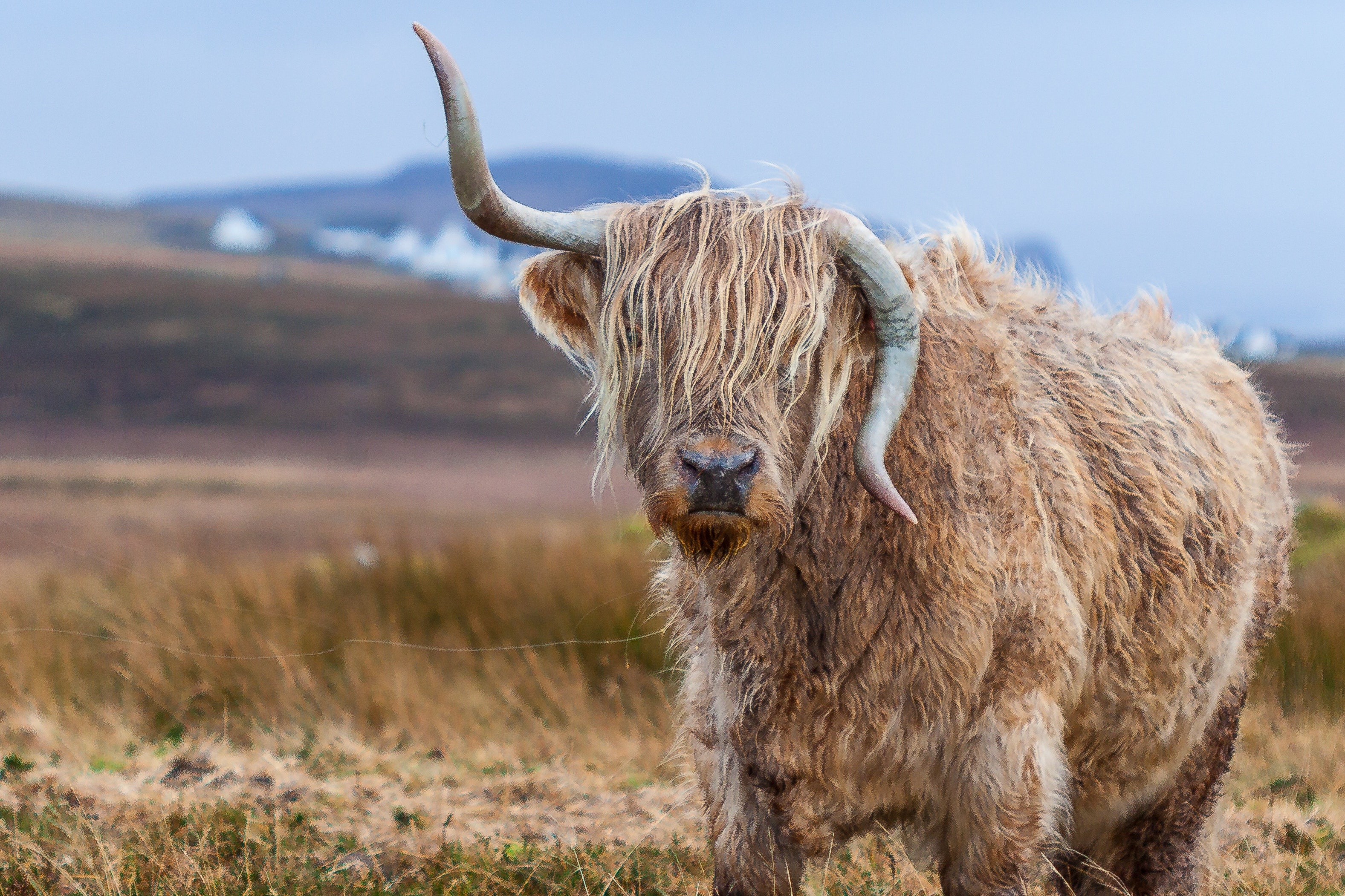 Brown yak, Grassland scenery, Free photo, Nature backdrop, 3160x2110 HD Desktop