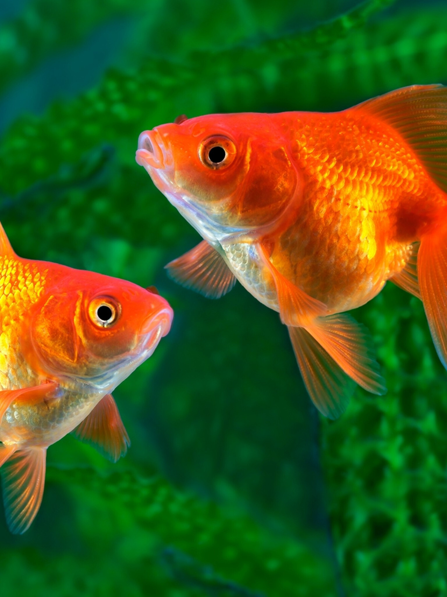 Gold Fish, Nature, Underwater fishes, Apple iPad, 1540x2050 HD Phone