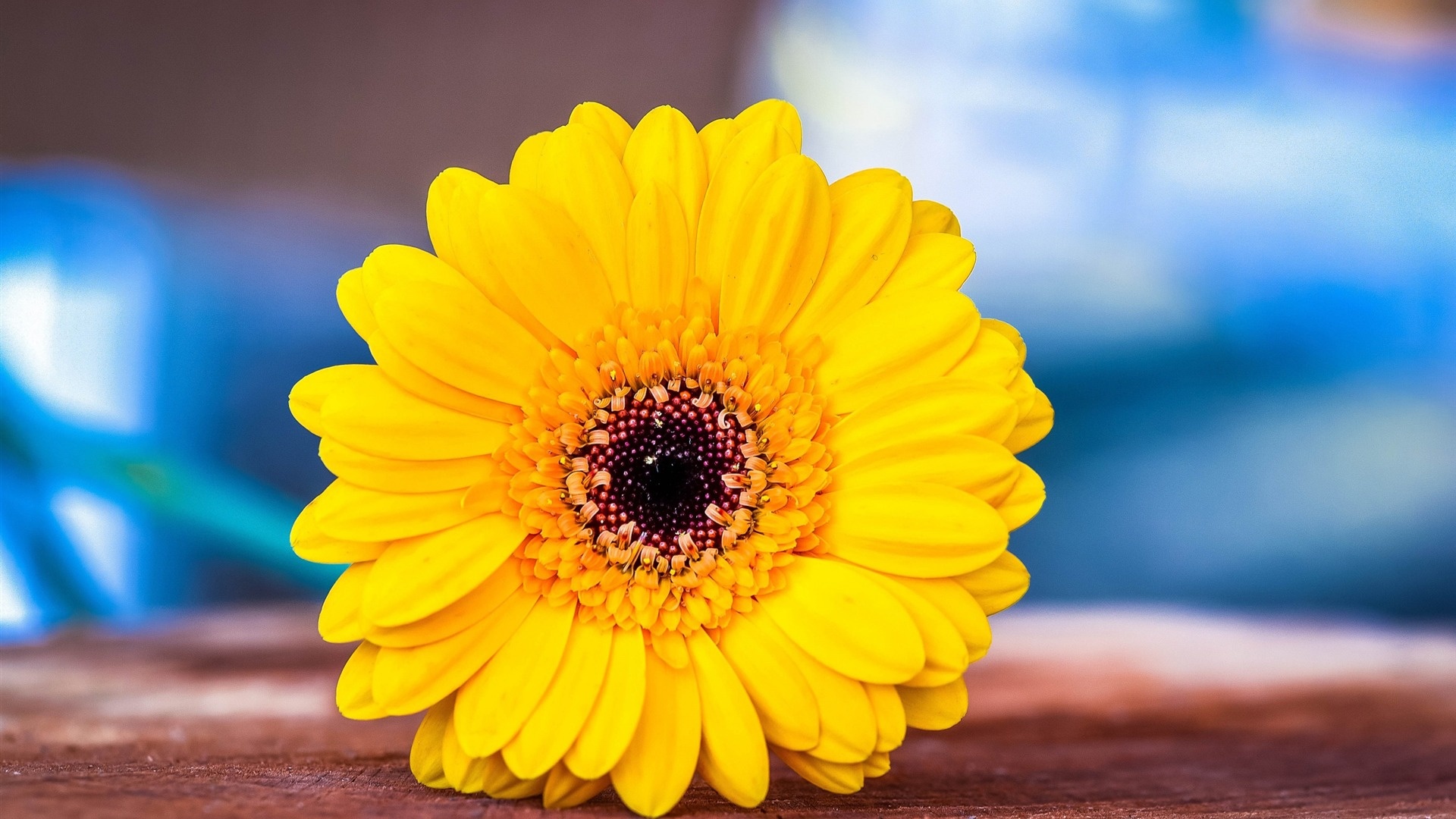 Flower wood macro, Gerbera wallpaper, Nature's details, Floral close-up, 1920x1080 Full HD Desktop