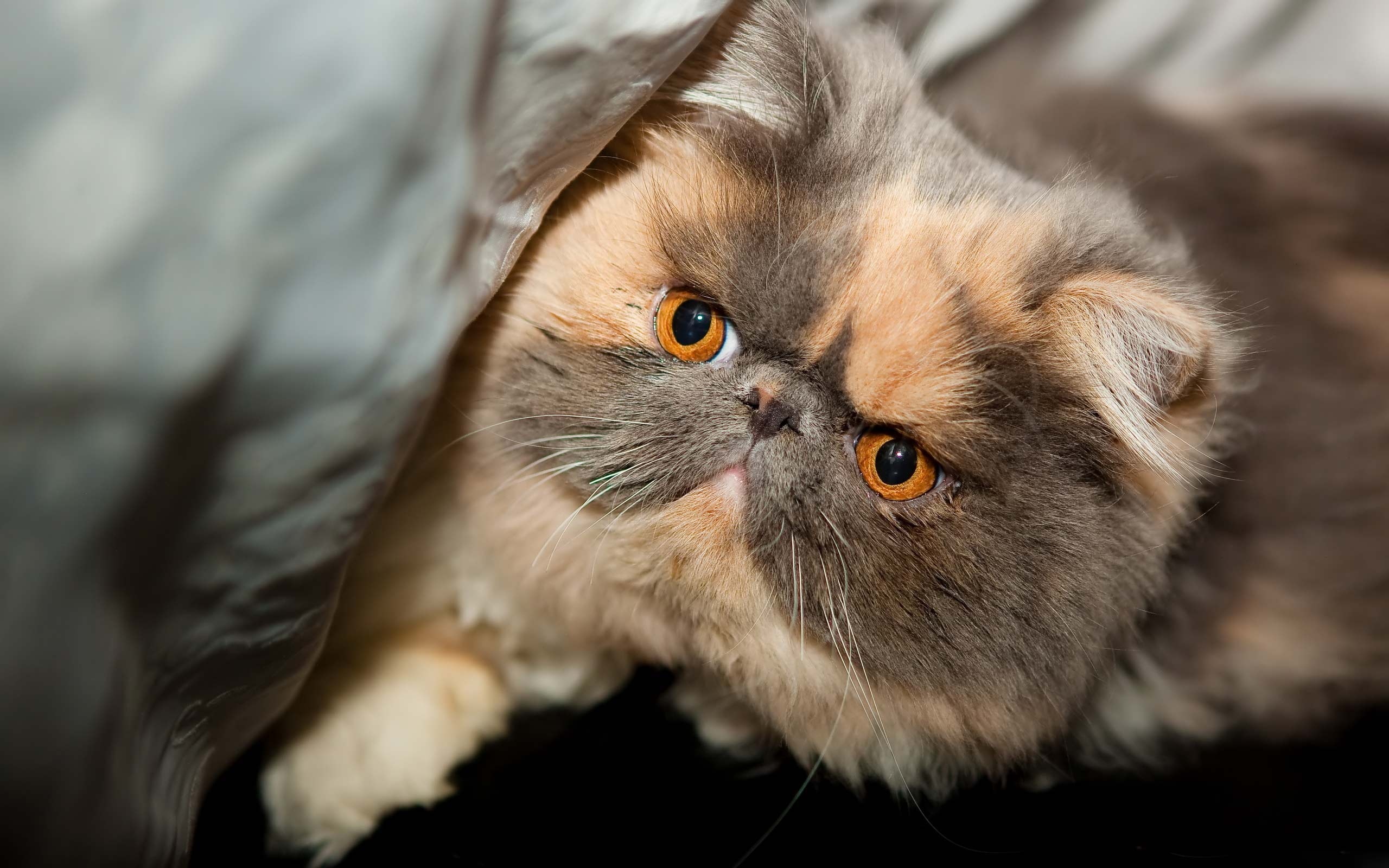 Close-up, Exotic Shorthair Cat Wallpaper, 2560x1600 HD Desktop