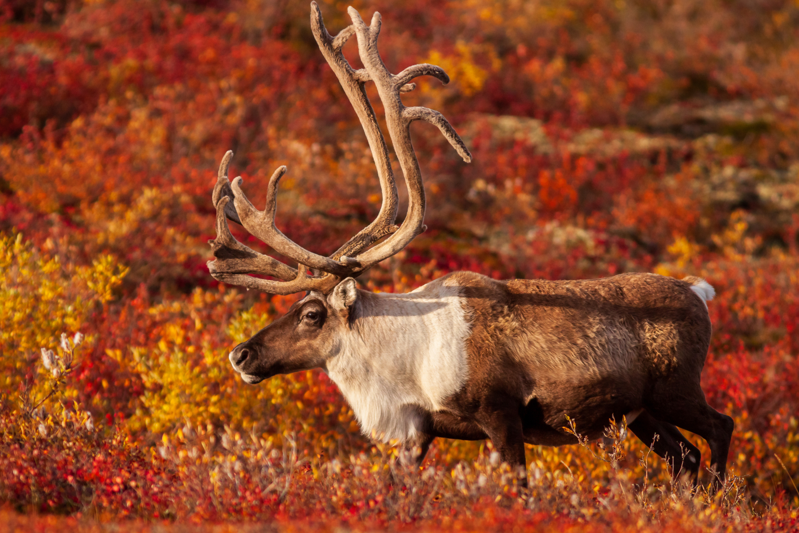 Bathurst caribou herd, Northern gem, Extirpation risk, Conservation report, 2560x1710 HD Desktop