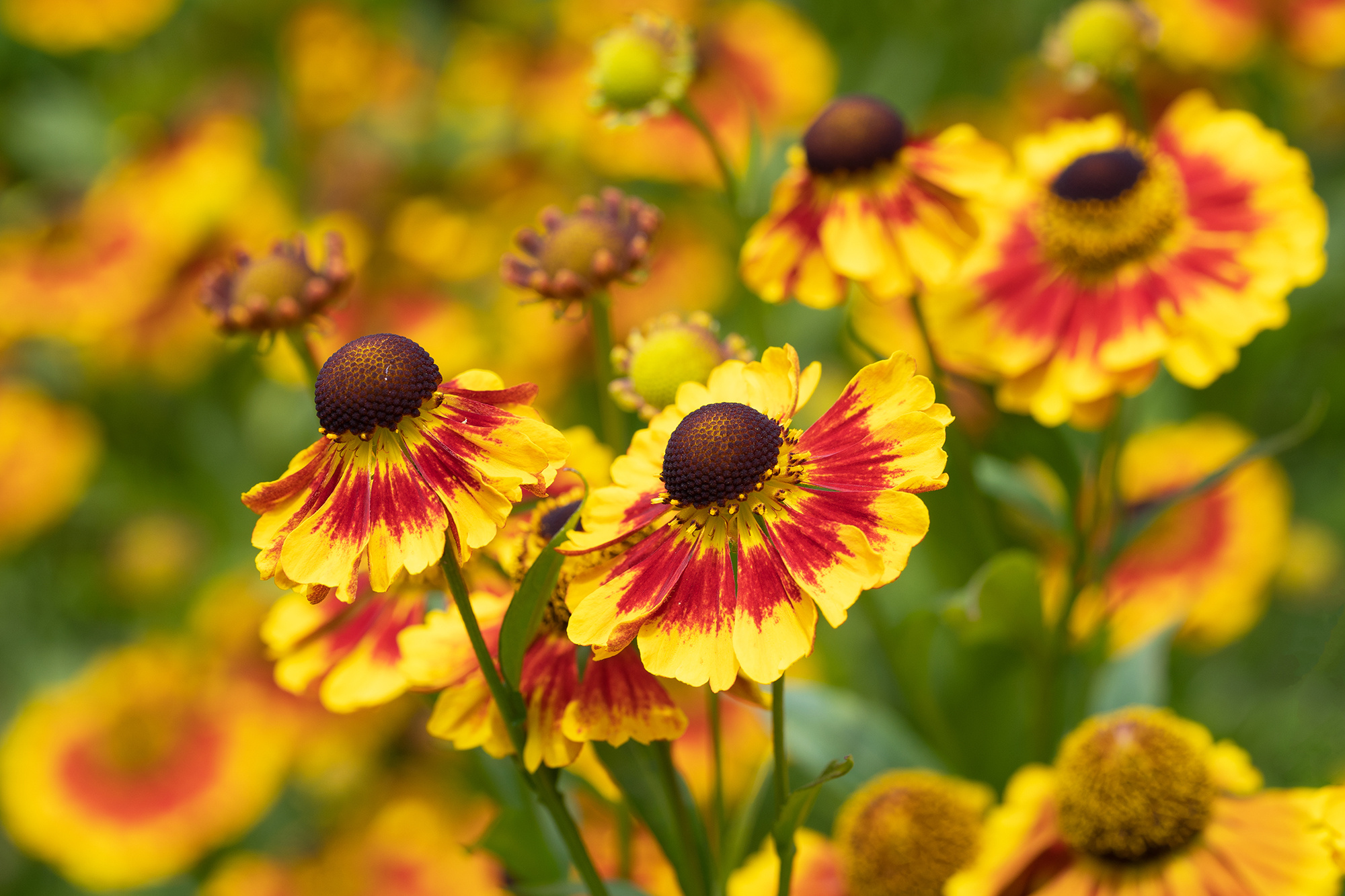 Helenium sneezeweed flowers, Bicolored red yellow petals, Brown central flower cones, HD Desktop wallpaper