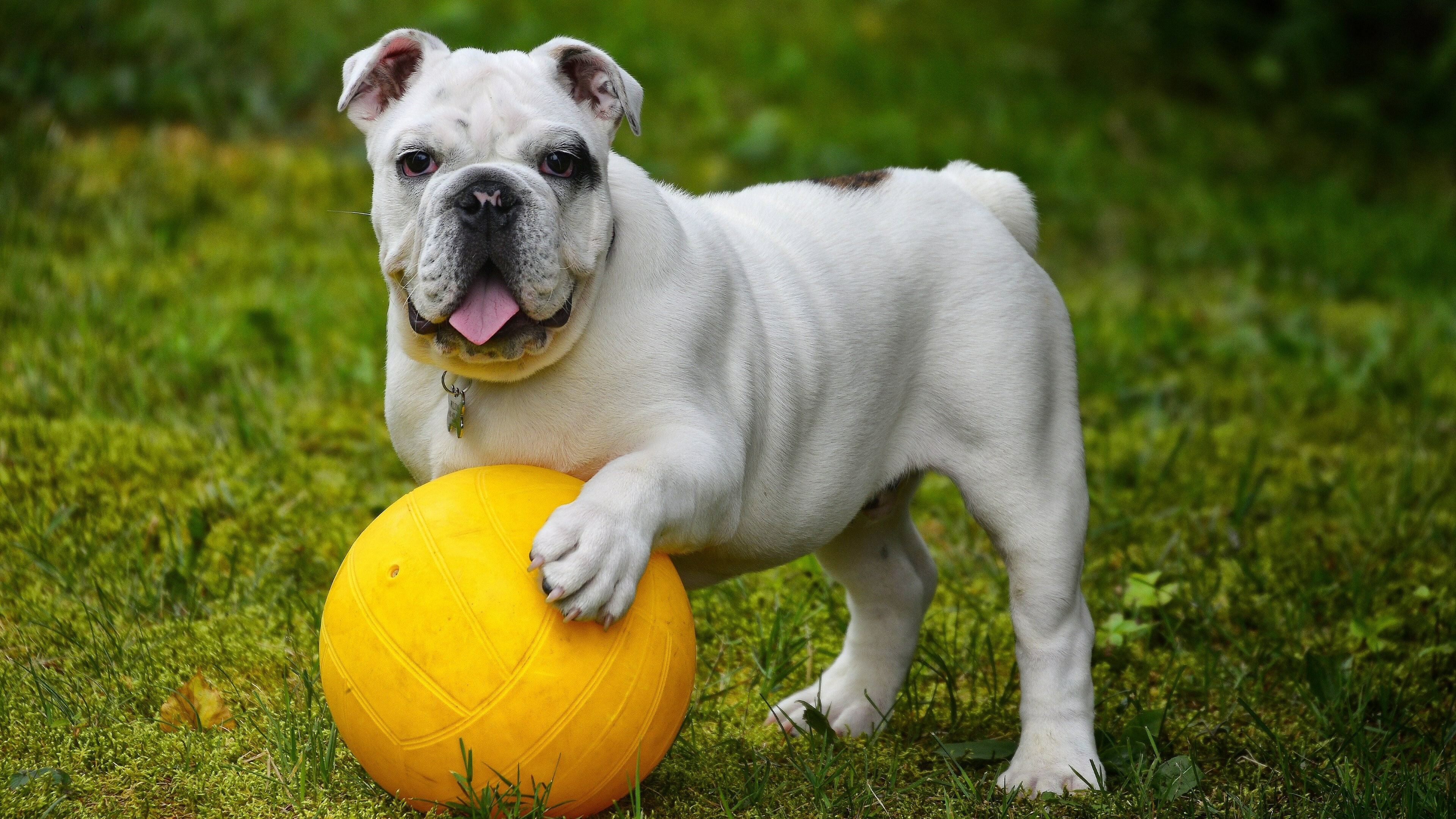 Ball, Bulldog Wallpaper, 3840x2160 4K Desktop