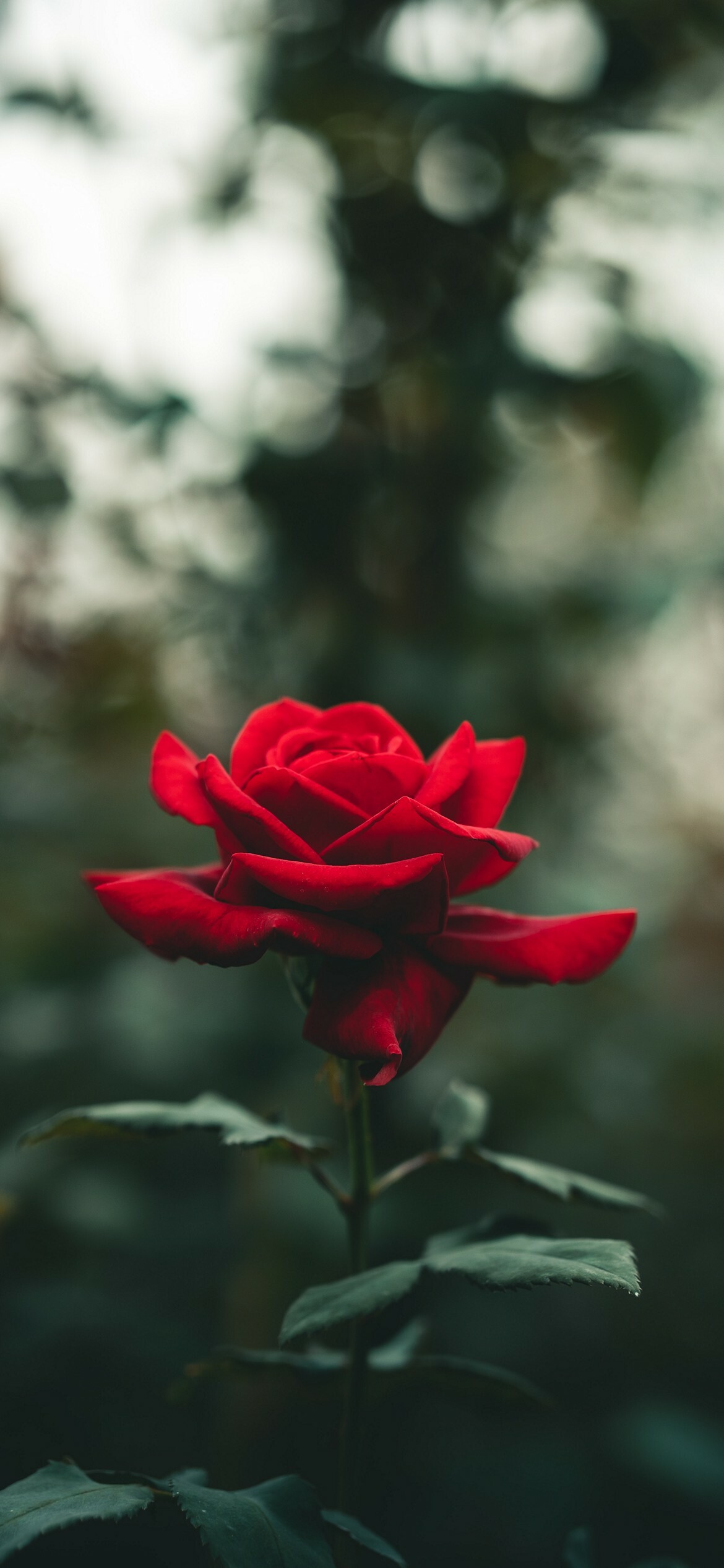 Rose, Beautiful flower, Vibrant colors, Nature's elegance, 1170x2540 HD Phone