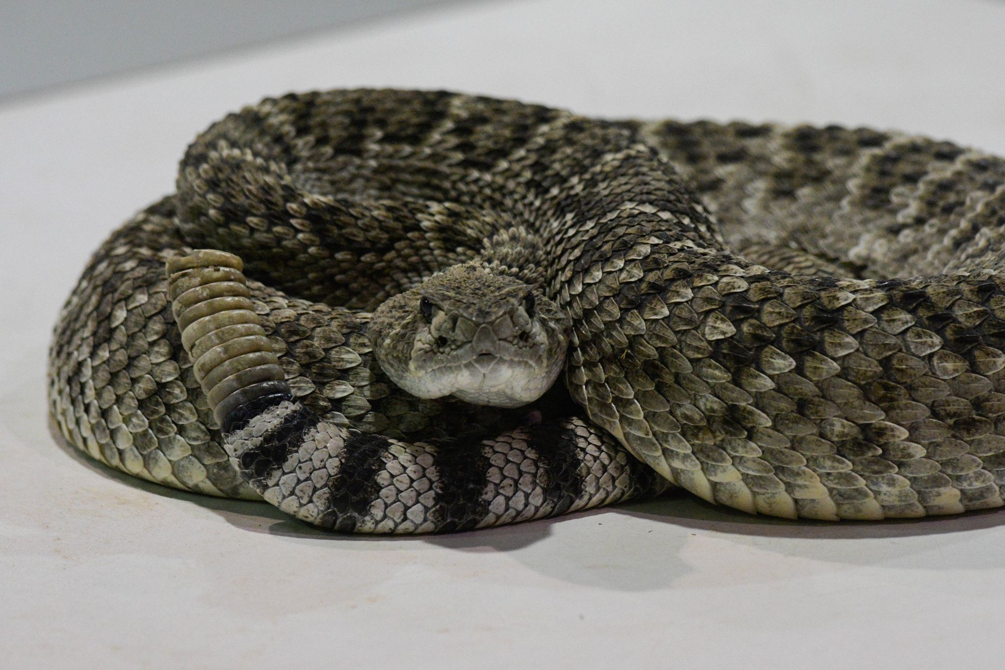 Texas snake handler, Rattlesnake festival, Deadly snakebite, Tragic incident, 2050x1370 HD Desktop