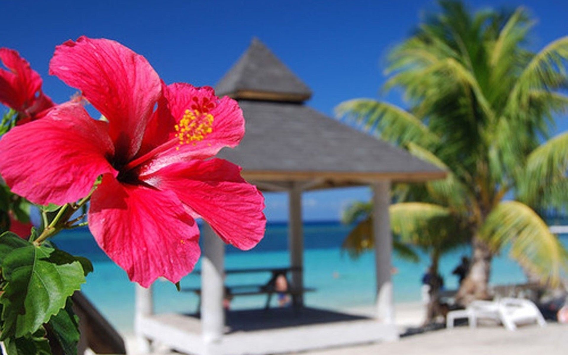 Ultra HD hibiscus wallpapers, HD image, Desktop background, Red hibiscus, 1920x1200 HD Desktop