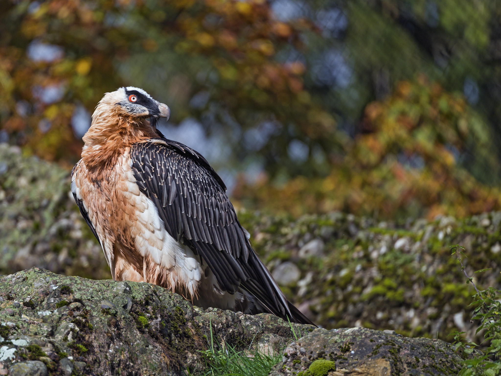 Bearded Vulture, 30 facts bone, Eating bird, Bearded Vulture facts, 2050x1540 HD Desktop