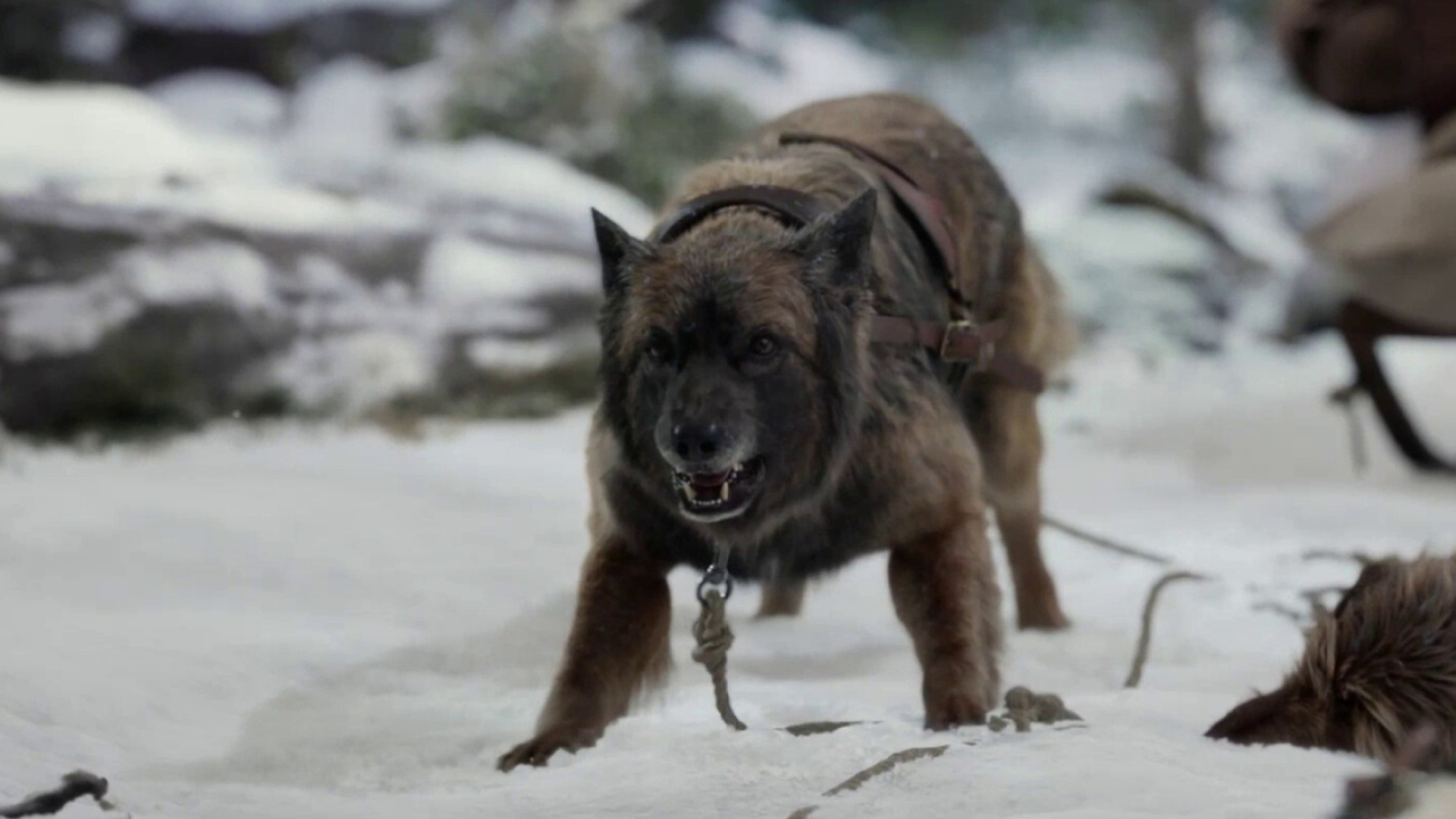 The Call of the Wild, Pike the German Shepherd, Loyal companion, Tale of survival, 1920x1080 Full HD Desktop