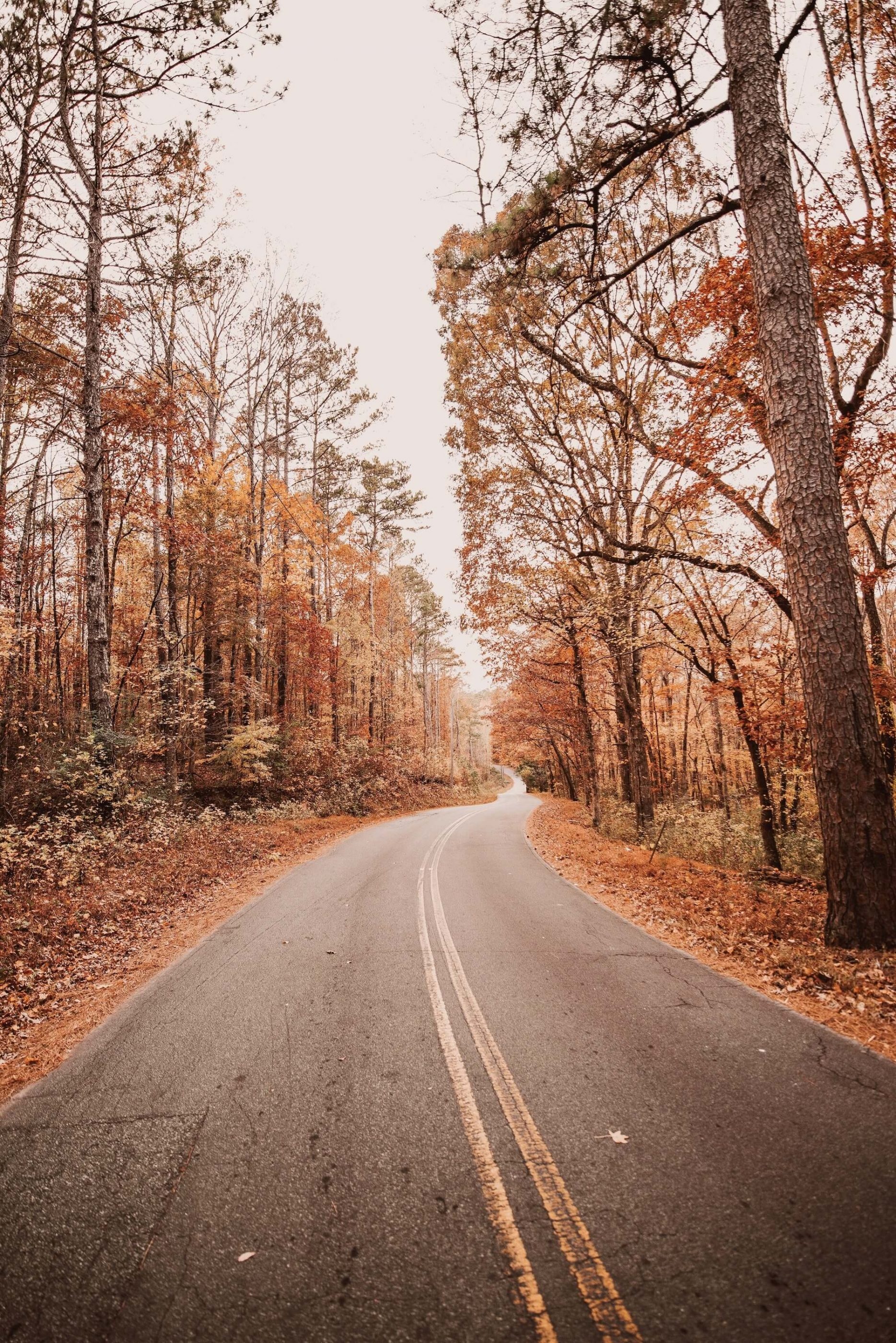 Autumn aesthetics, Vibrant foliage, Photographic composition, Seasonal captures, Golden hour, 1870x2800 HD Phone