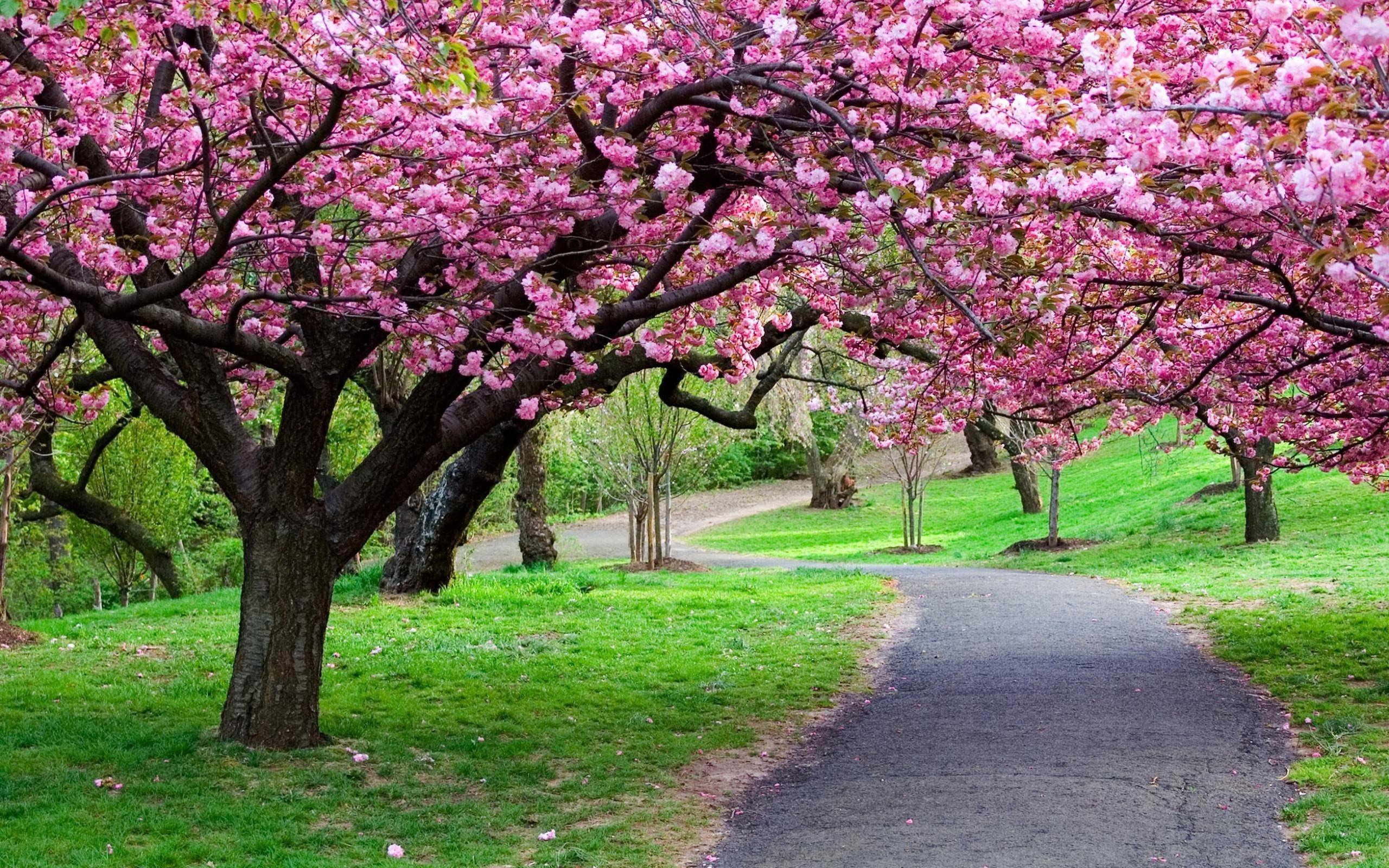 Blooming cherry blossom trees, Curved asphalt park path, Lush green grass lawn, HD Desktop wallpaper