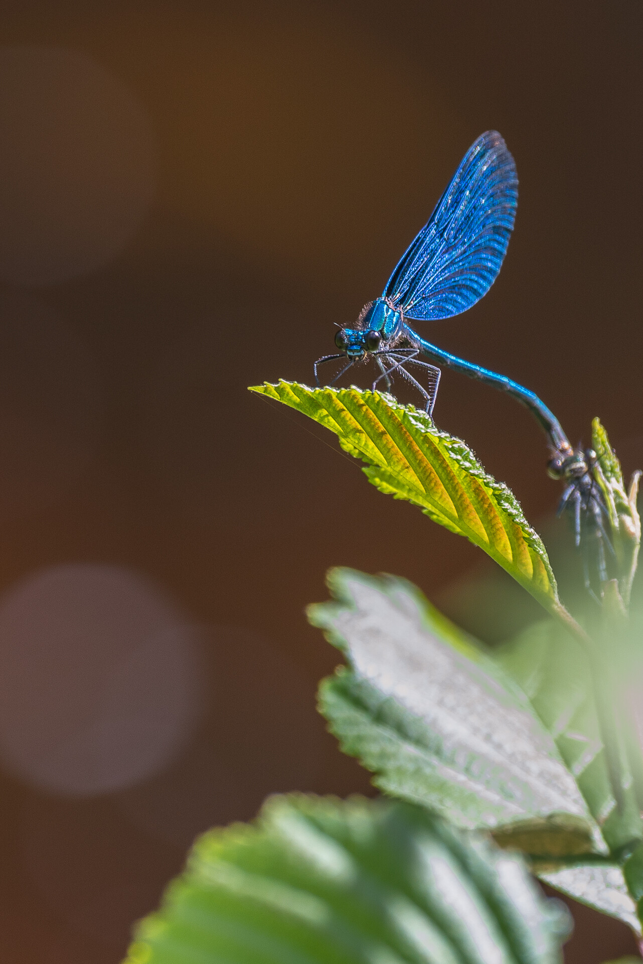 Macro photography workshop, Insect beauty, Nature's wonders, Amazing Scandinavia, 1290x1920 HD Phone