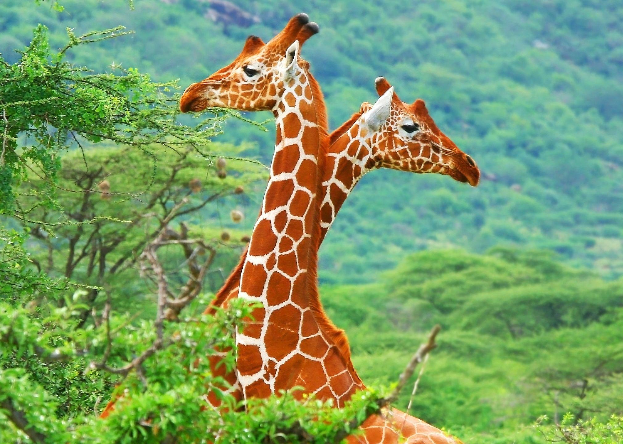 Giraffe, Majestic creature, African wildlife, Tall neck, 2020x1440 HD Desktop