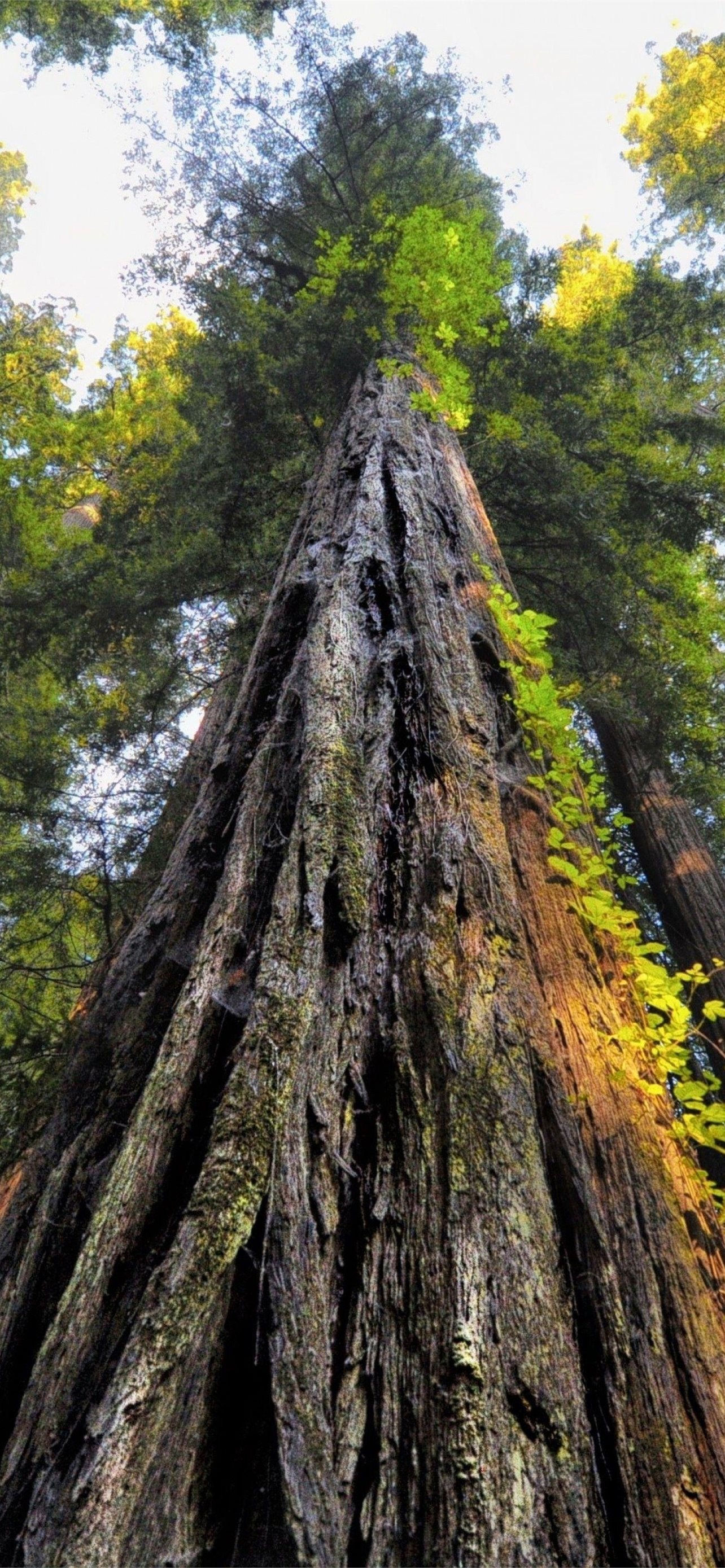 Sequoia national park, iPhone wallpapers, Serene landscapes, Nature's paradise, 1290x2780 HD Phone