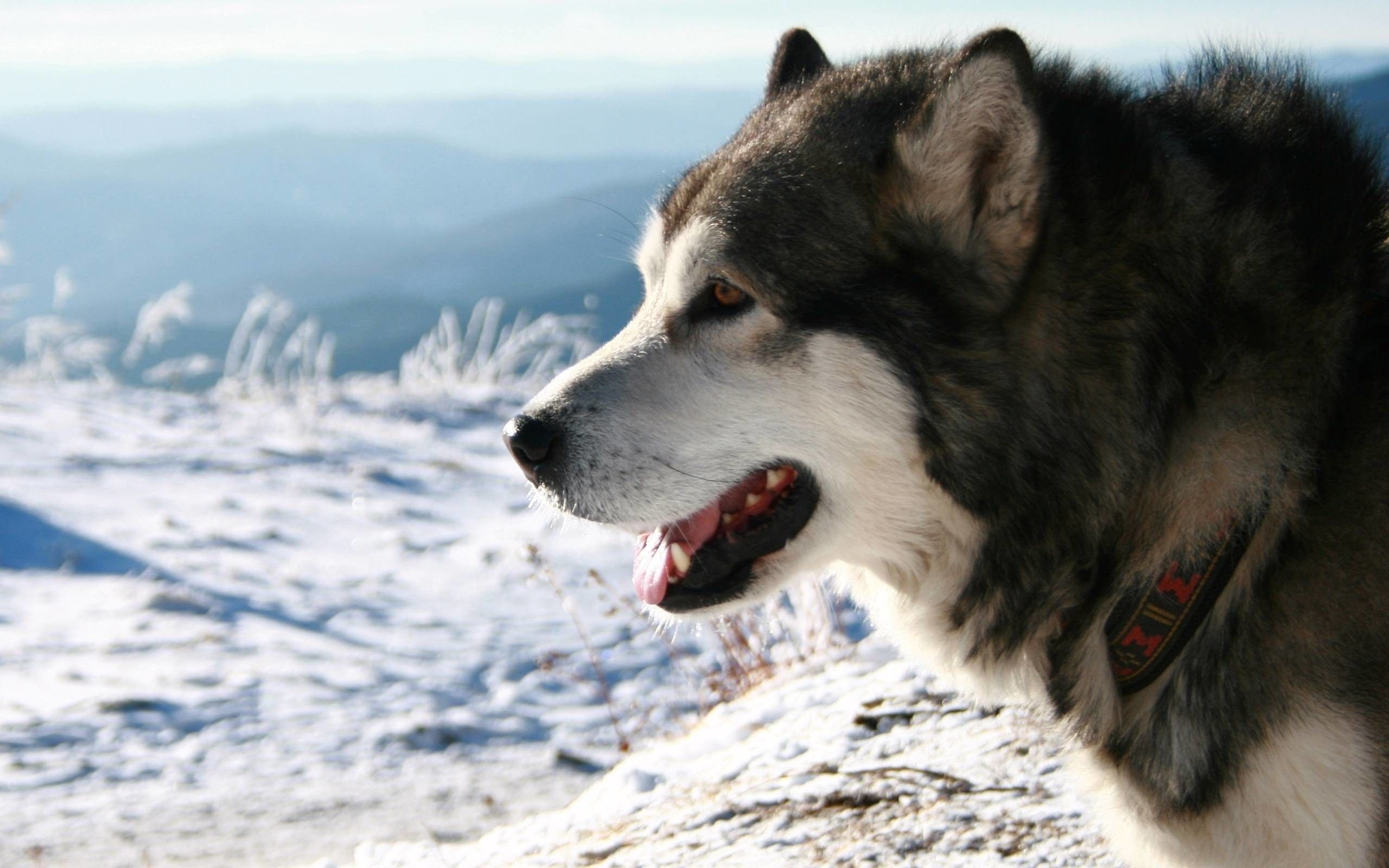 Alaskan Malamute wallpapers, Top free backgrounds, Animal wallpapers, Alaskan Malamute, 2560x1600 HD Desktop