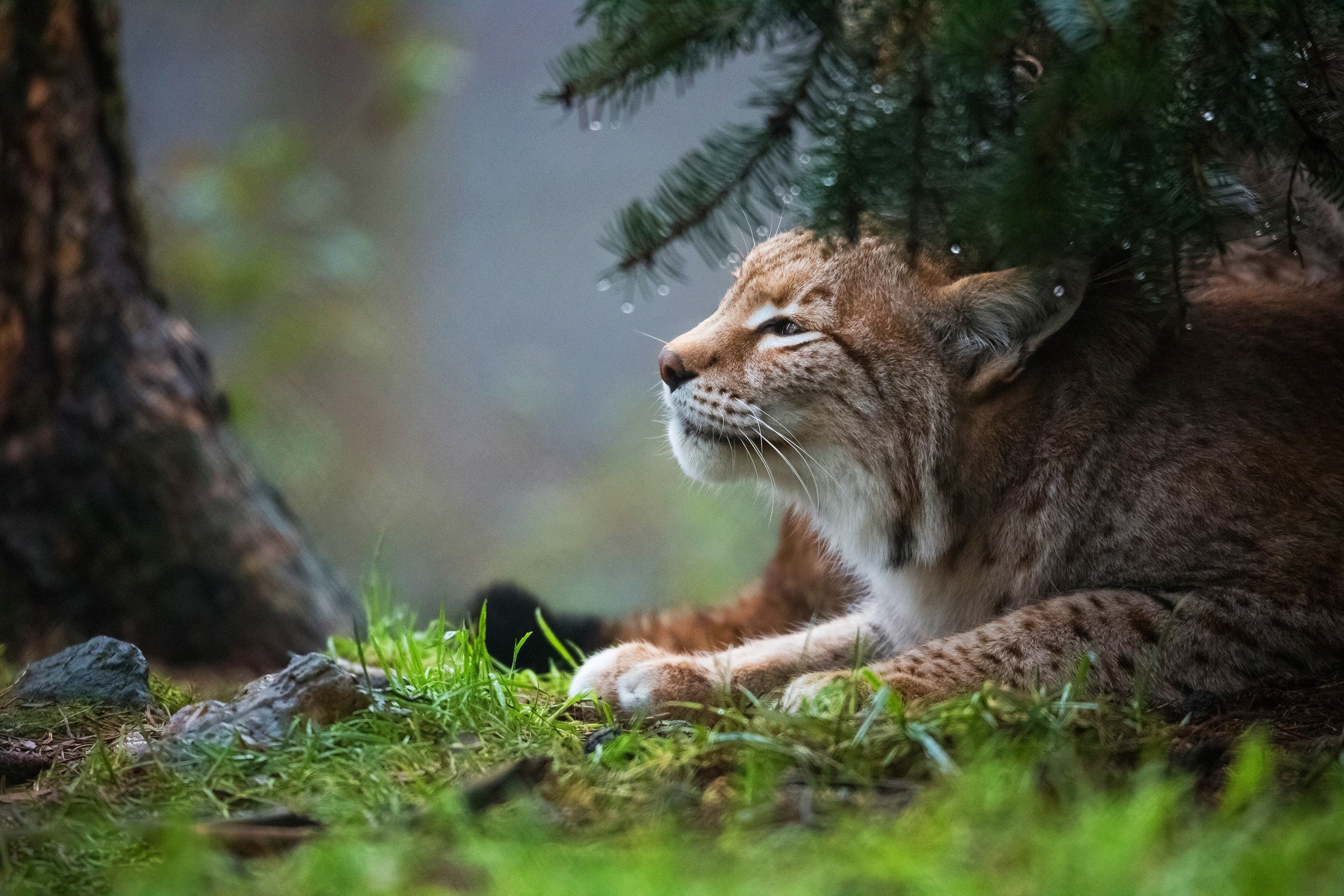 Red Lynx, Lynx wallpaper, Baltana, Animals, 2880x1920 HD Desktop