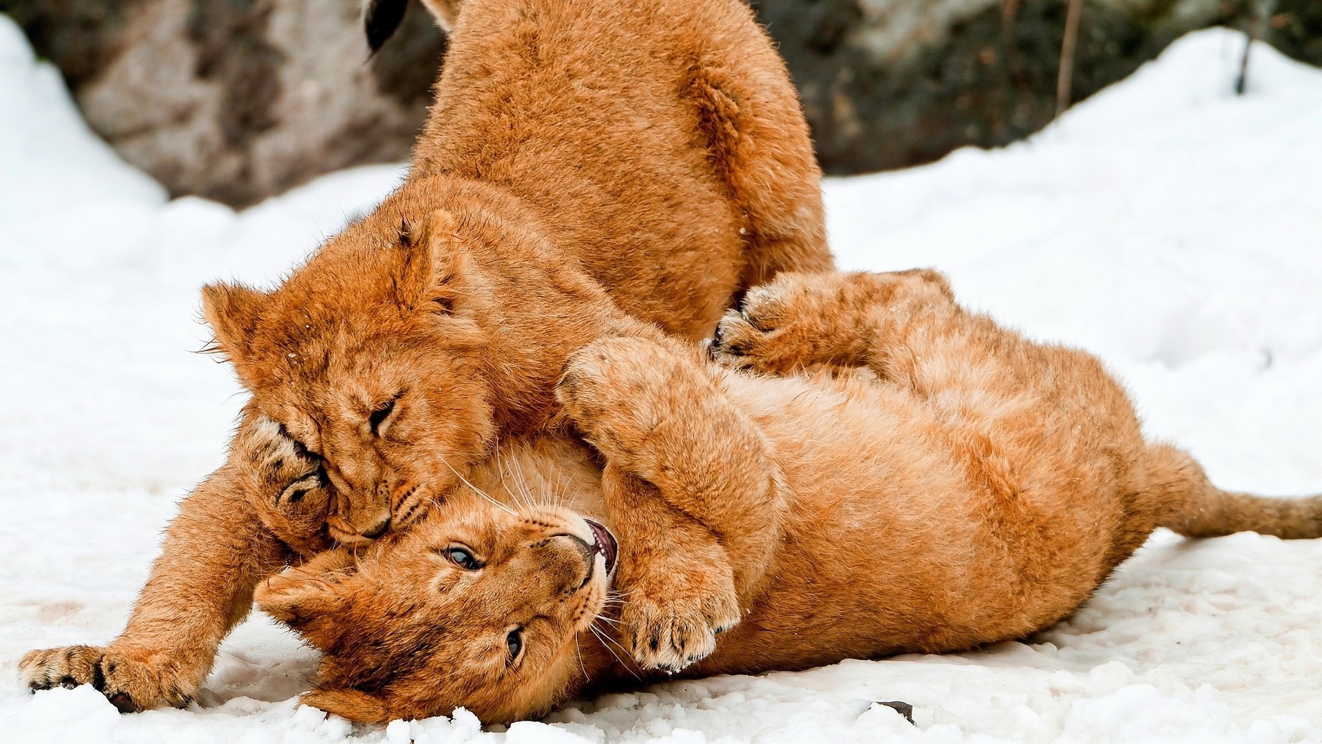 Lions playing on the snow, Winter's playground, Majestic power, Untamed spirits, 1920x1080 Full HD Desktop