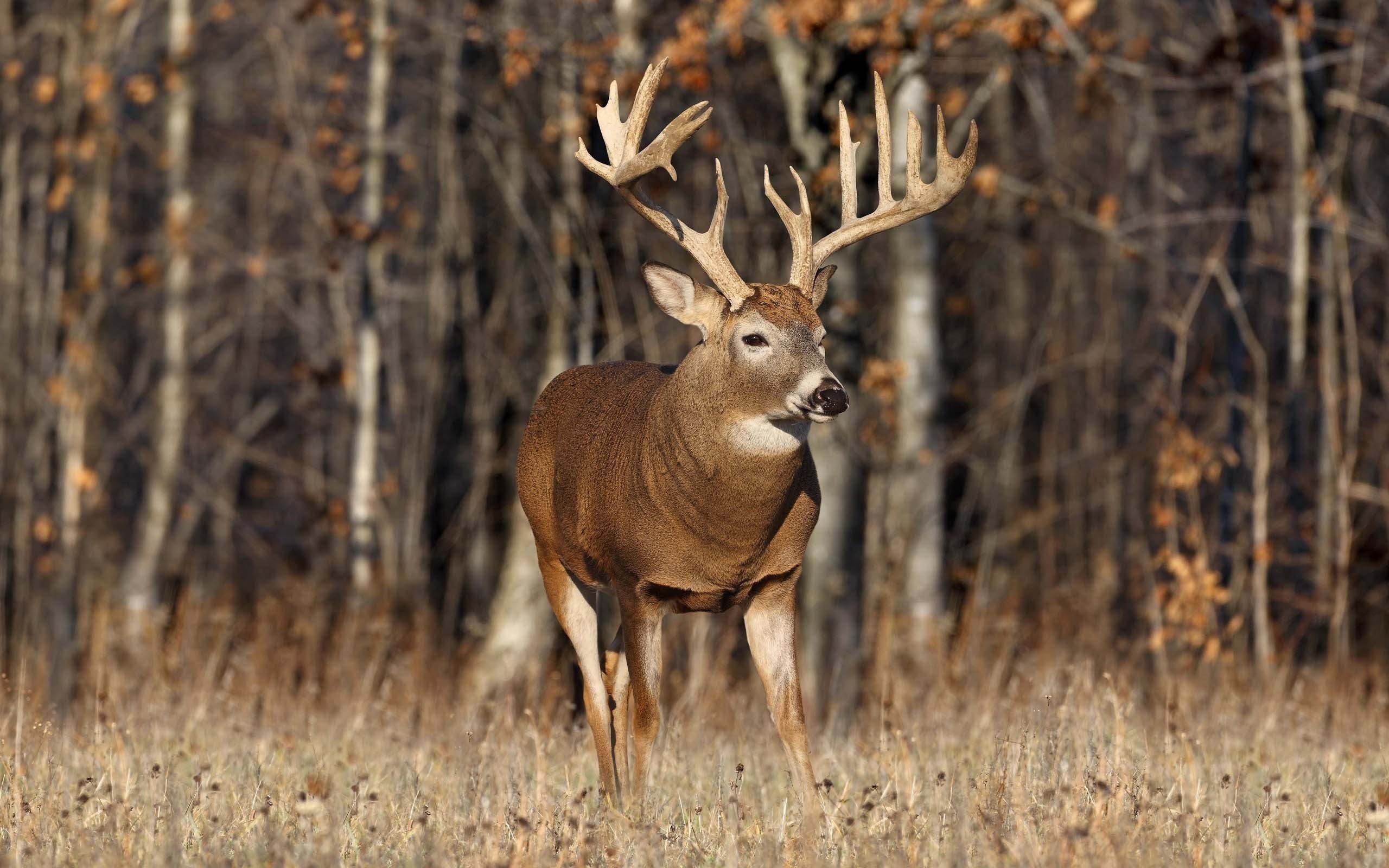 Stunning deer, Animal photography, Picture-perfect moments, Nature's charm, 2560x1600 HD Desktop